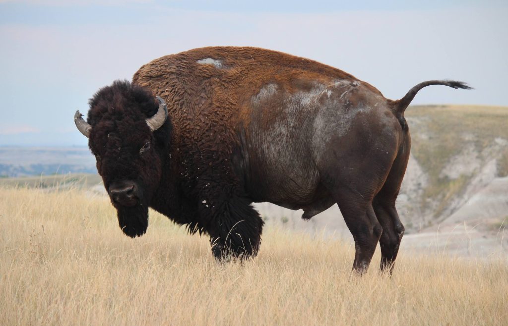 Badlands National&nbsp;Park