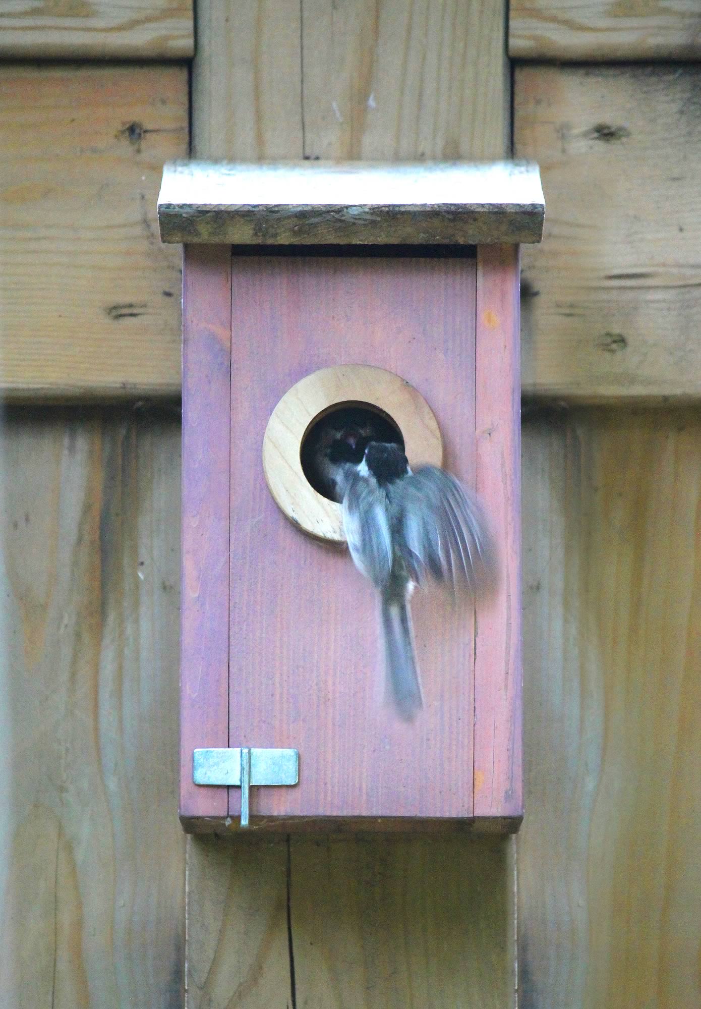 nom-mat-portfolio-birdhouses-06