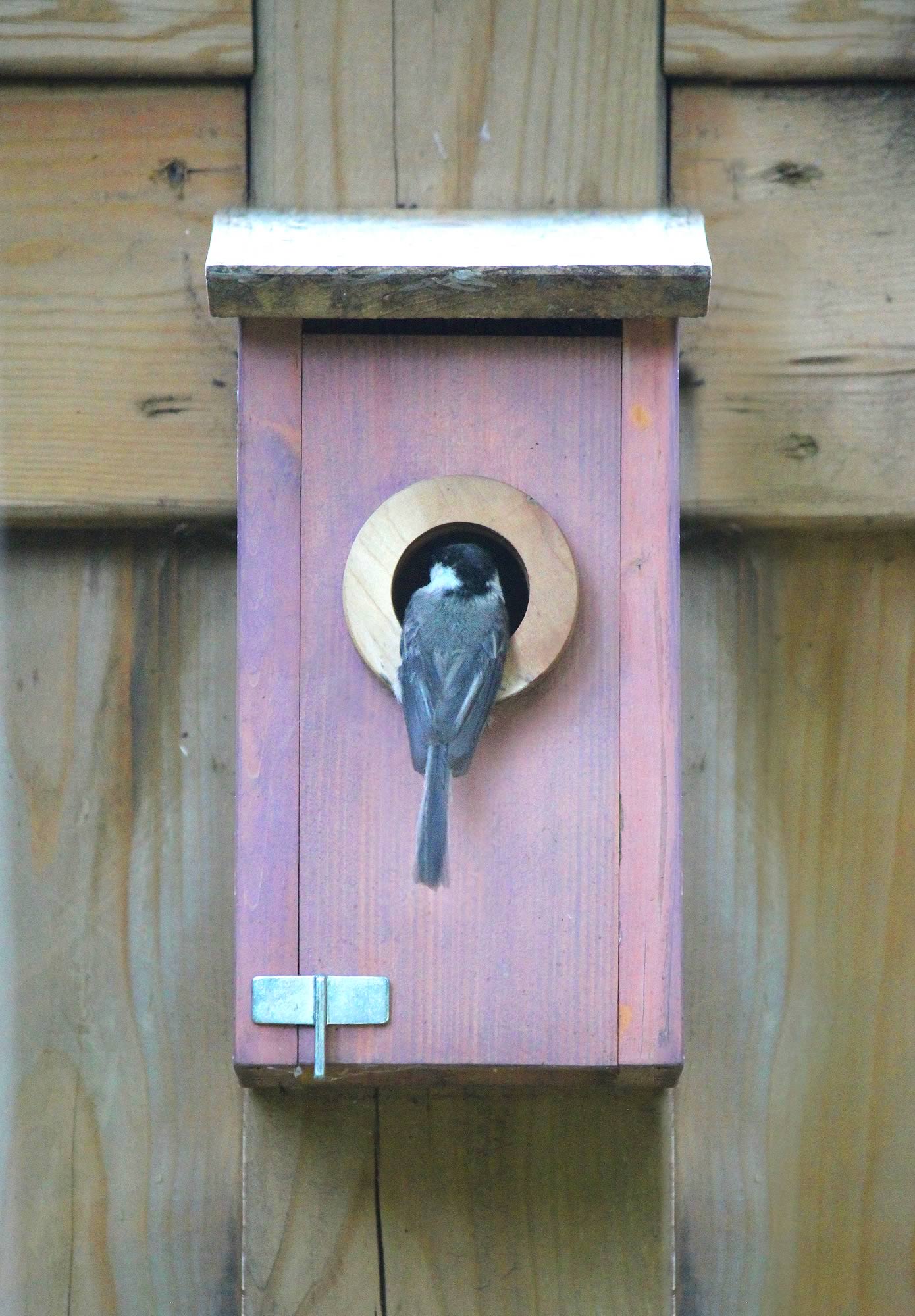 nom-mat-portfolio-birdhouses-07