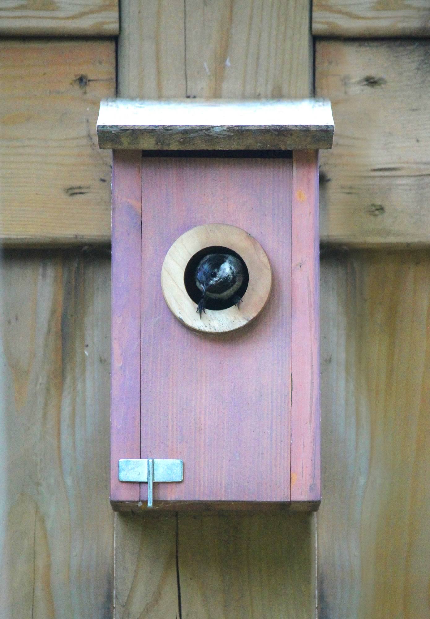 nom-mat-portfolio-birdhouses-08