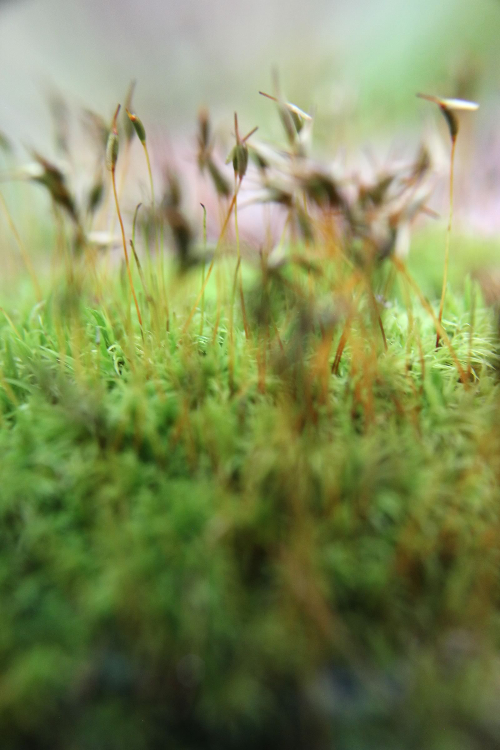 nom-mat-portfolio-smallgreen_05