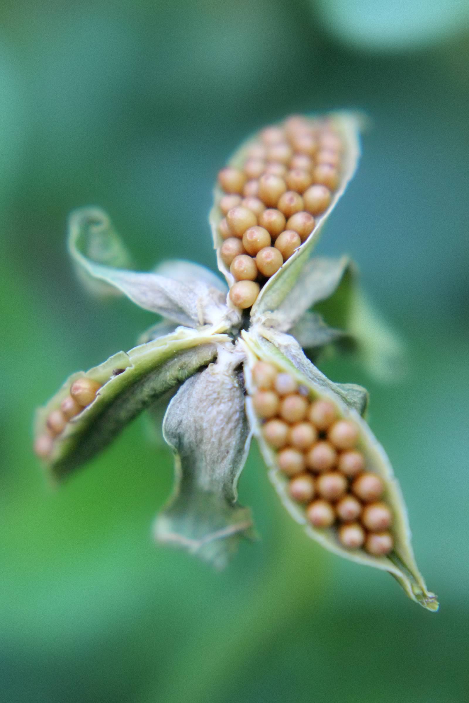 nom-mat-portfolio-smallgreen_14