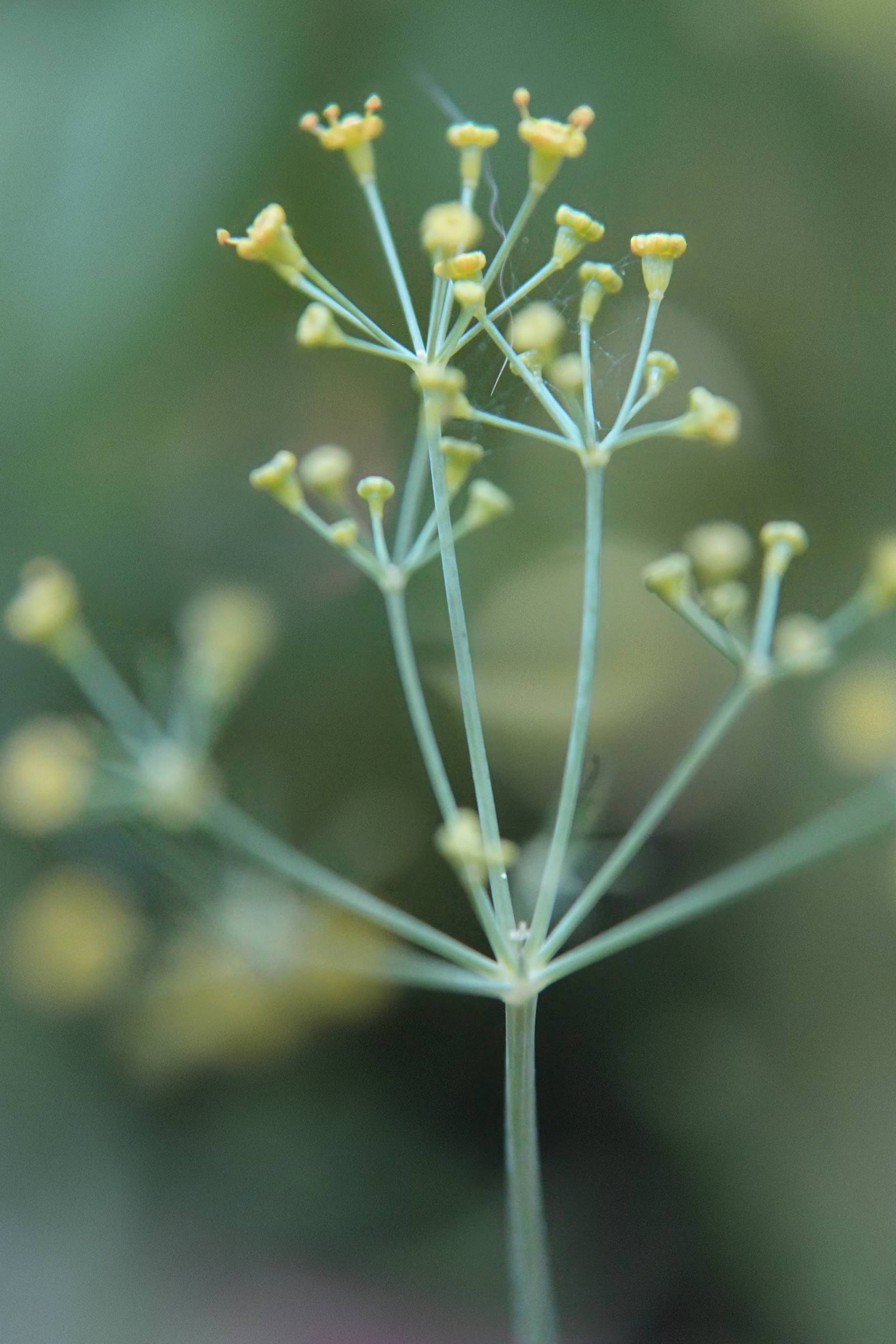 nom-mat-portfolio-smallgreen_16