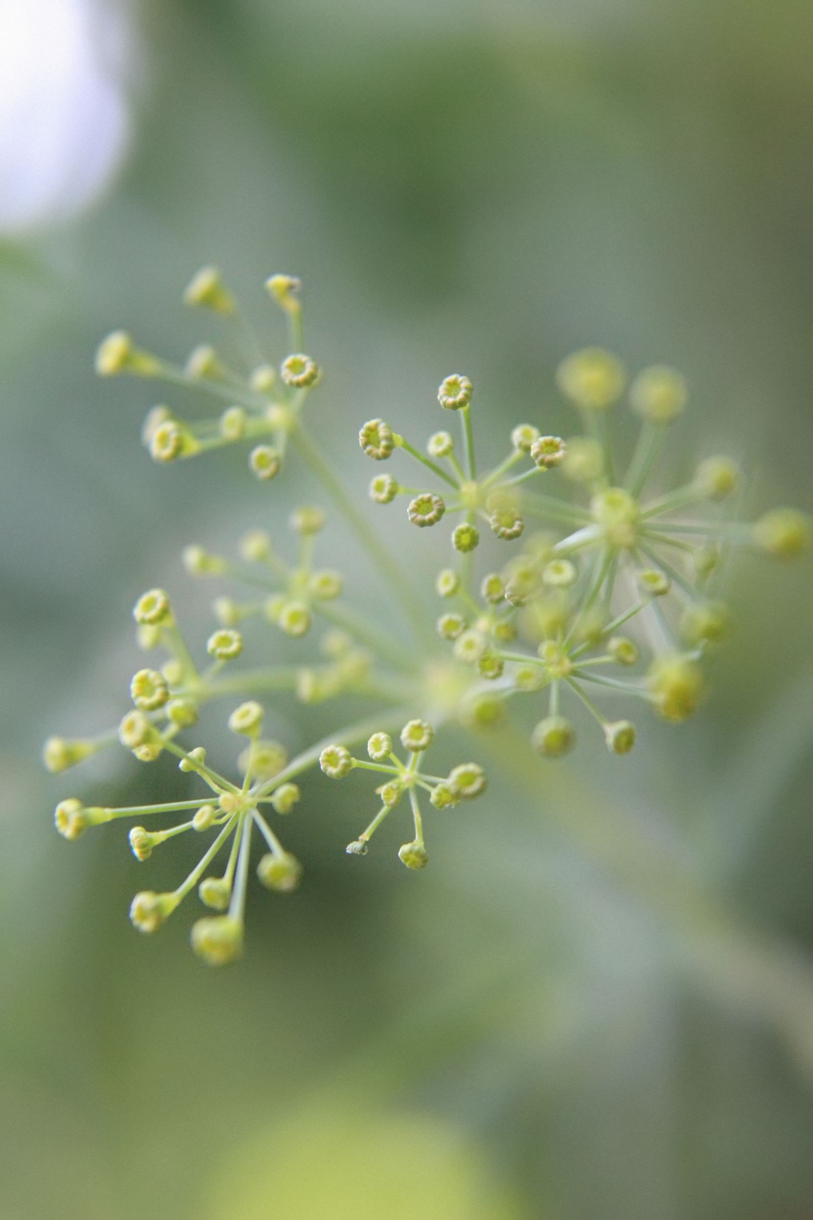 nom-mat-portfolio-smallgreen_18