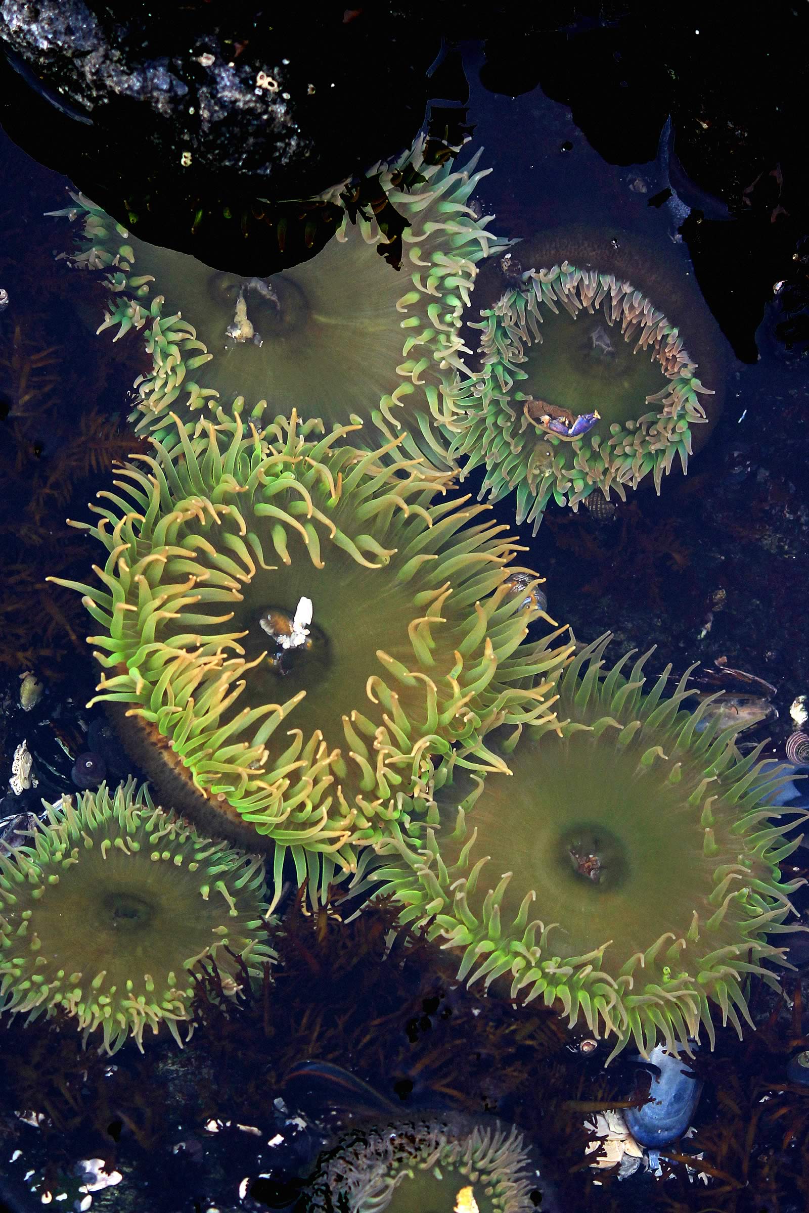 nom-mat-portfolio-vancouverisland-06