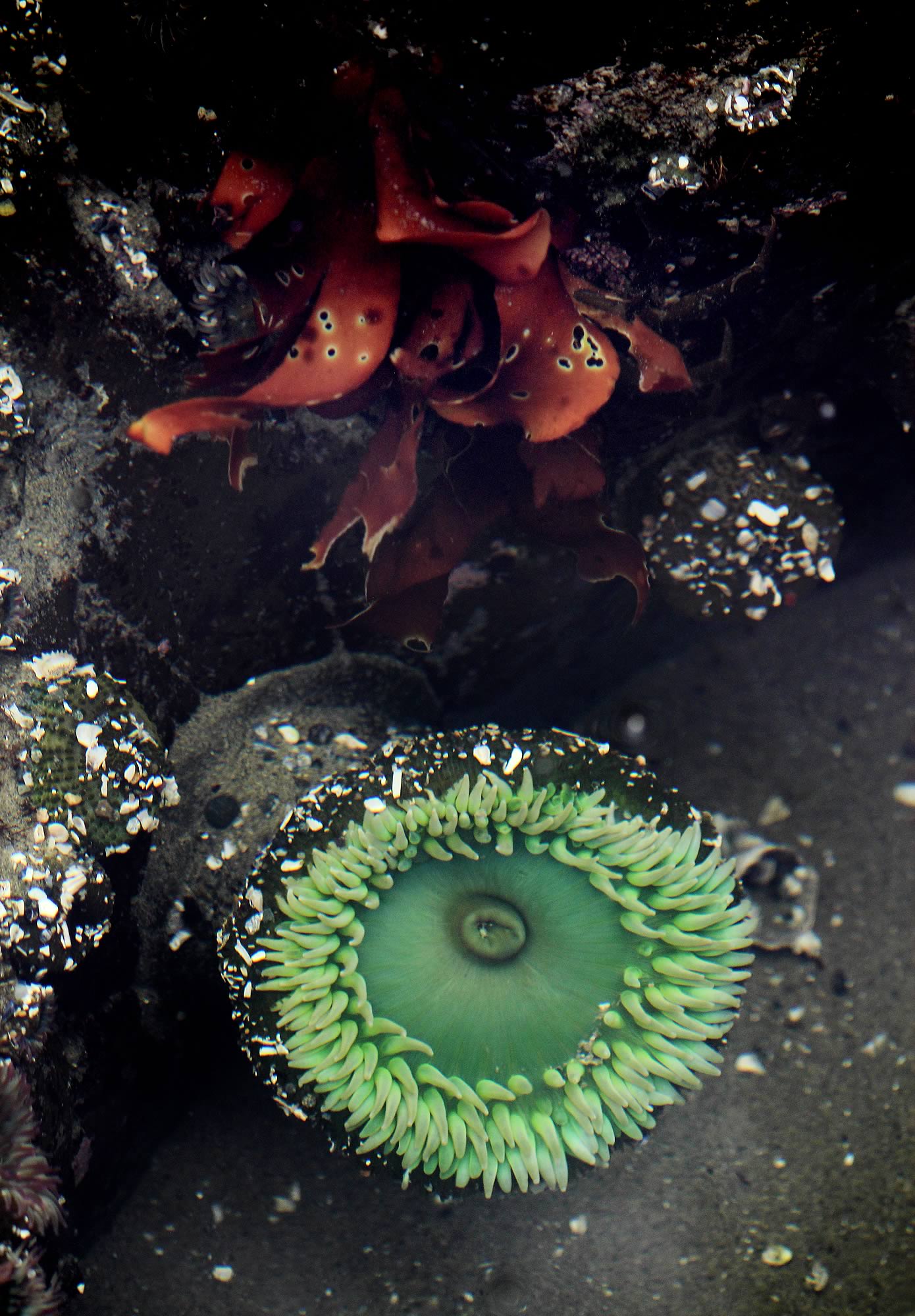 nom-mat-portfolio-vancouverisland-08