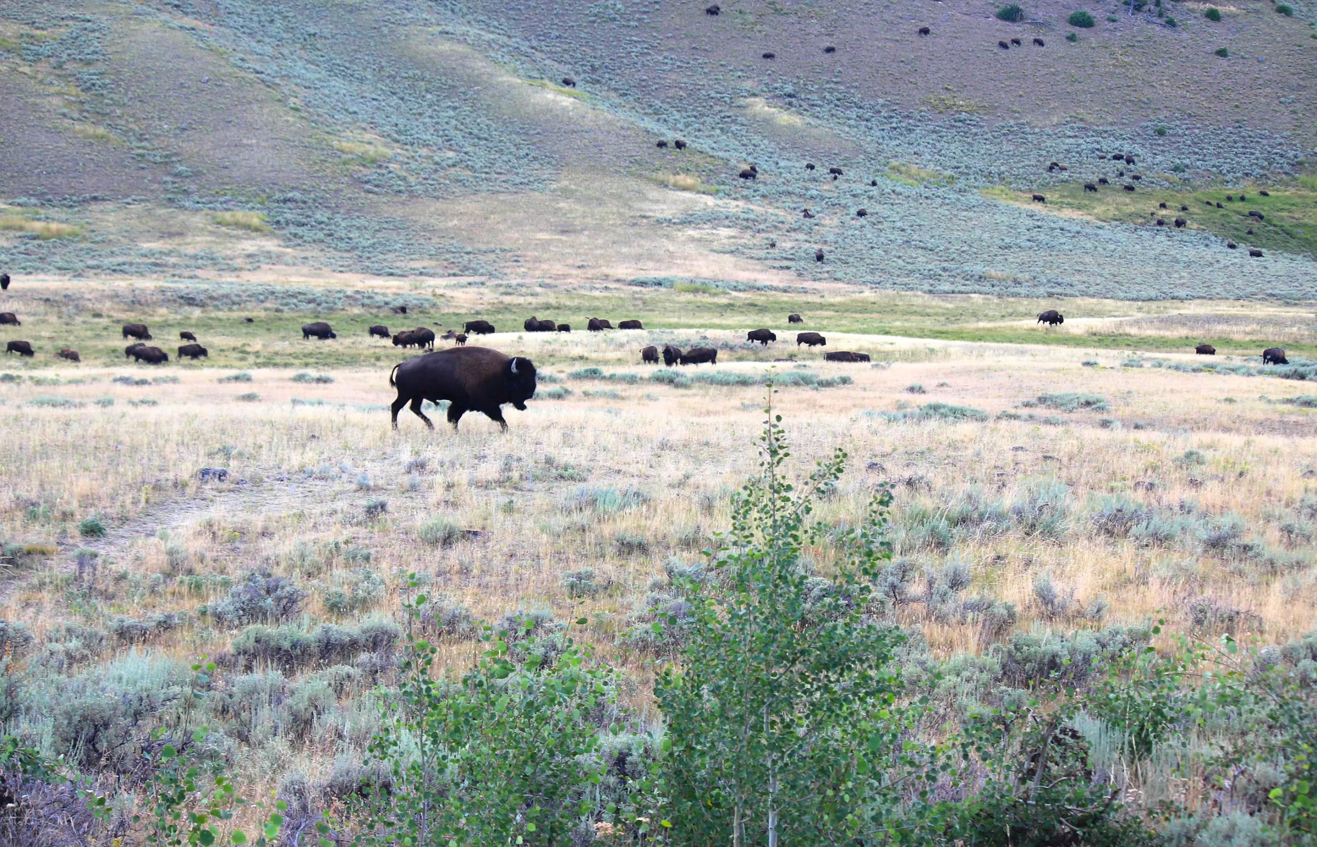 nom-mat-portfolio-yellowstone2-06