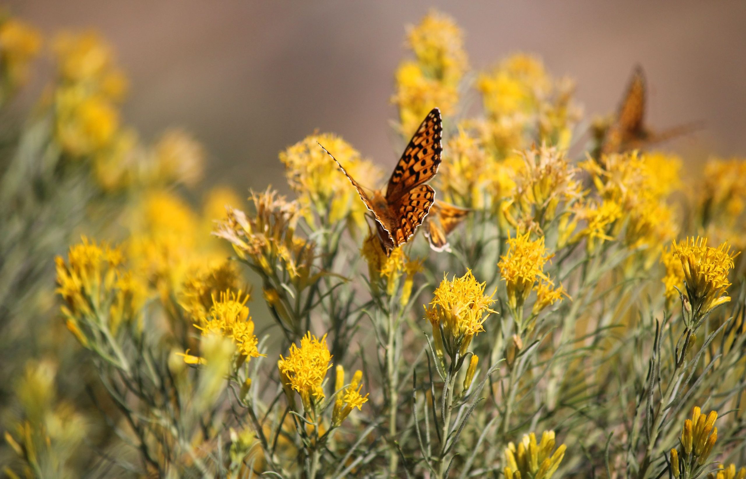 nom-mat-portfolio-yellowstone3-01