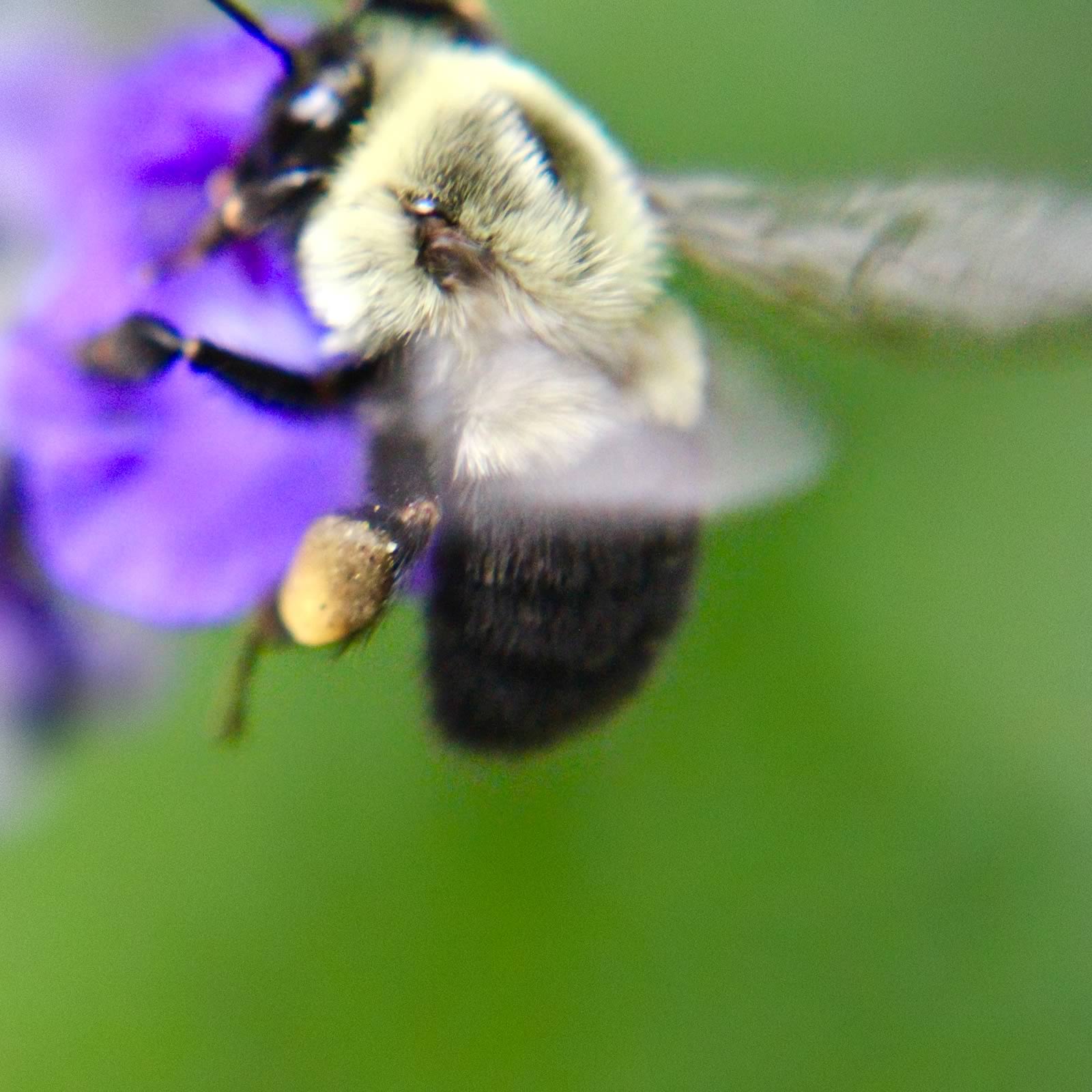 bee03_flipped_1600