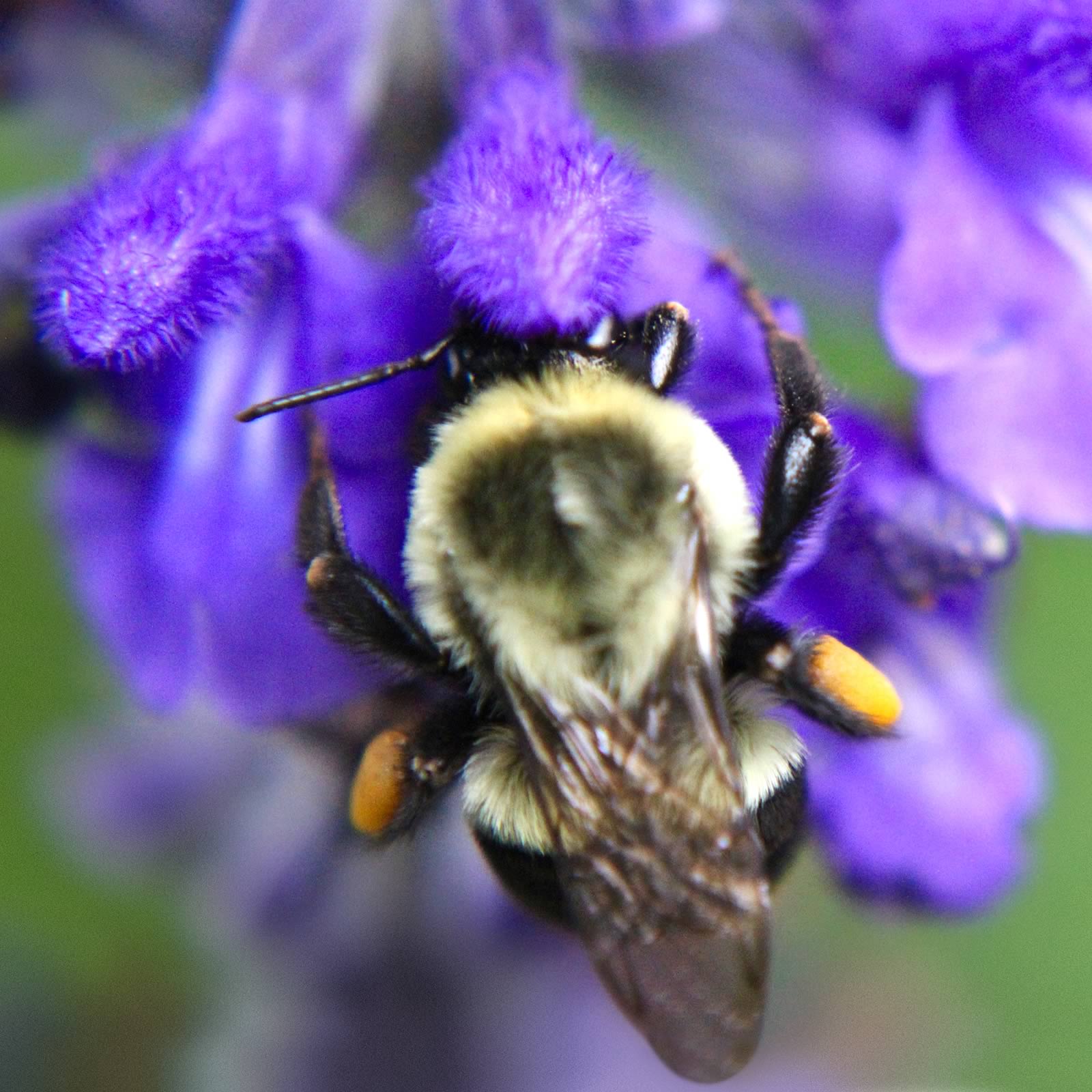 bee07_1600