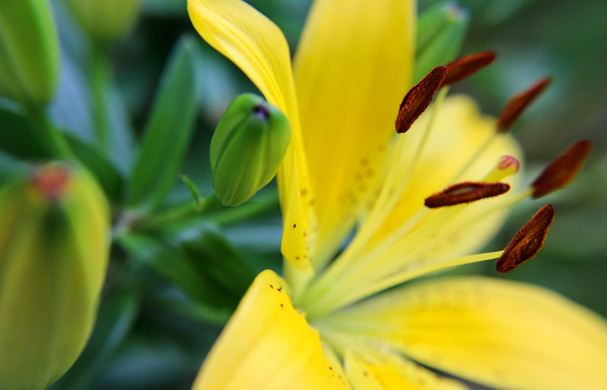 nom-mat-portfolio-floralucidus-01