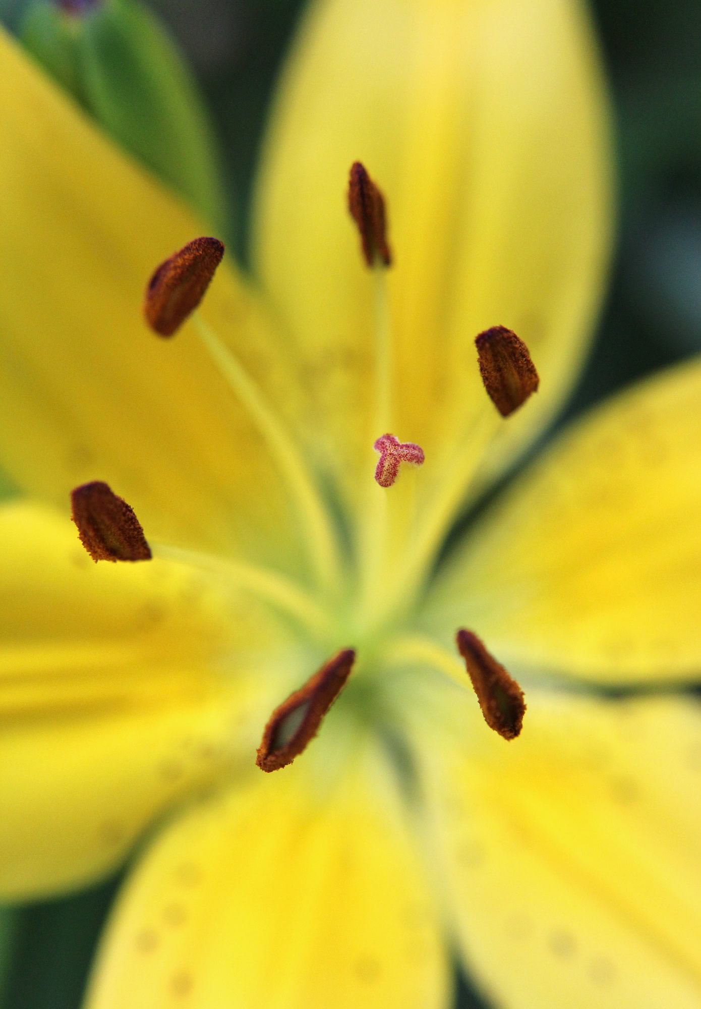 nom-mat-portfolio-floralucidus-03