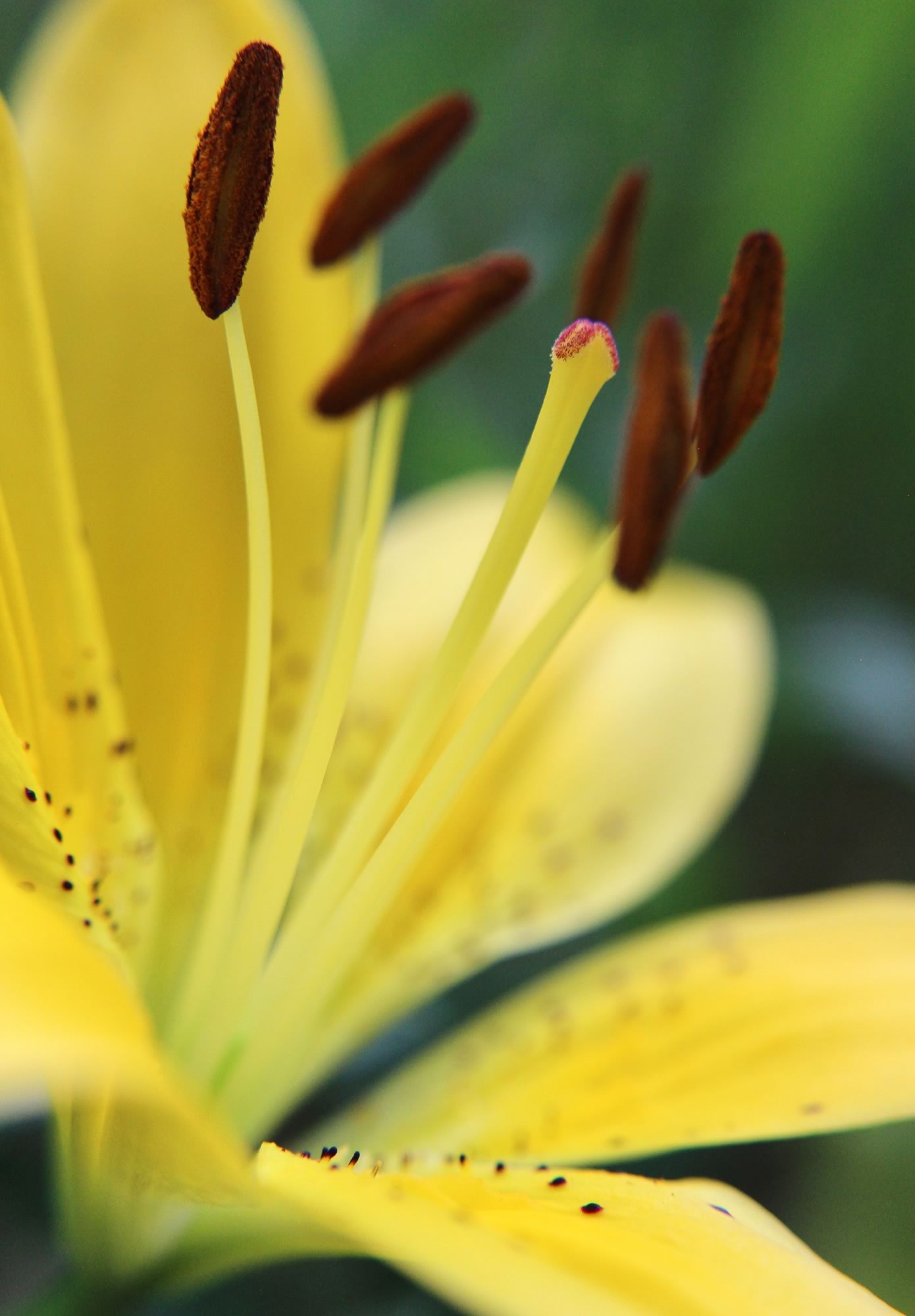 nom-mat-portfolio-floralucidus-04