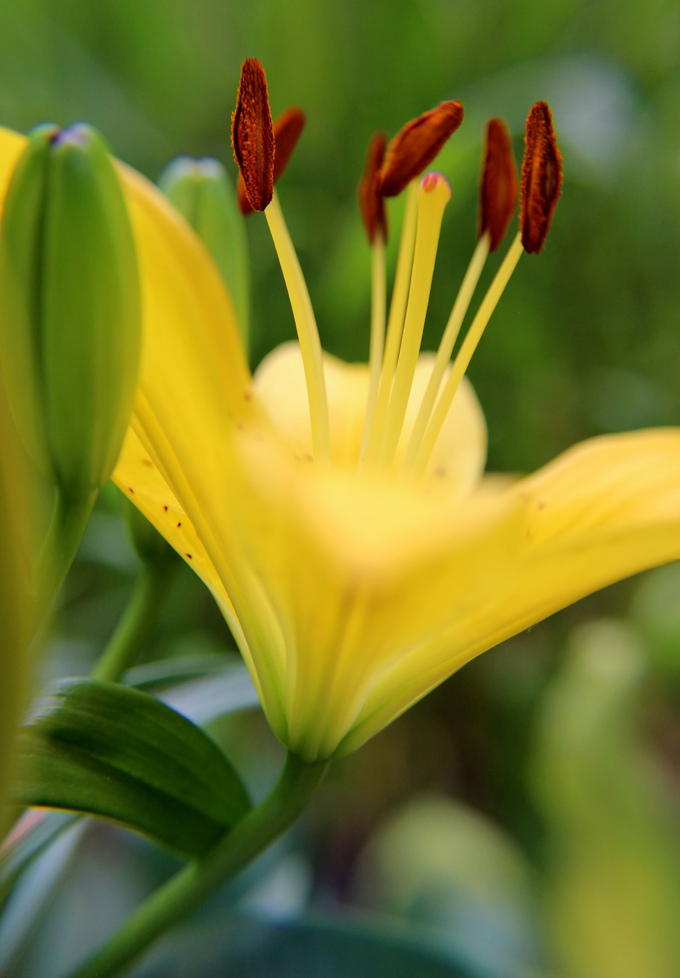 nom-mat-portfolio-floralucidus-05-alt