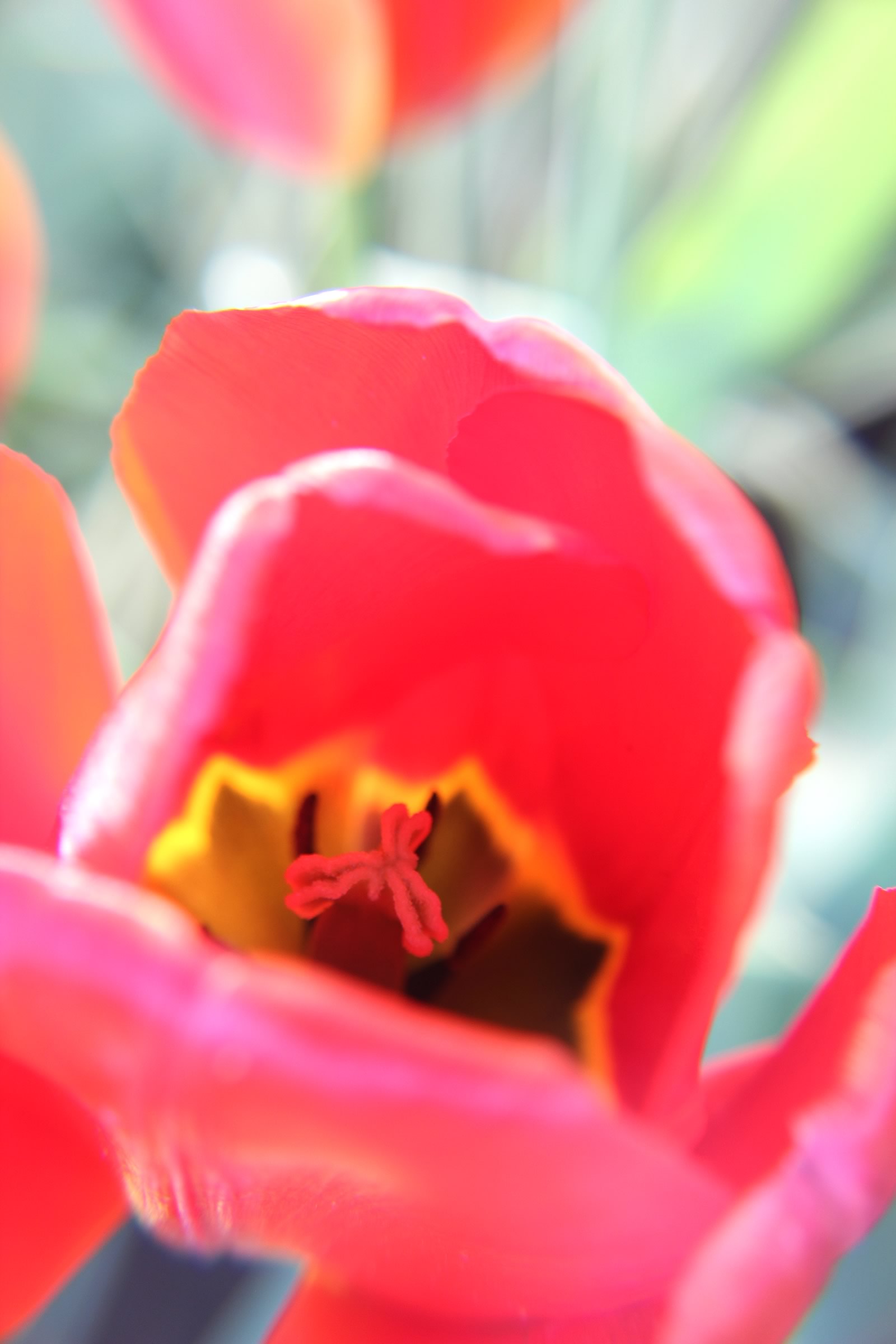 nom-mat-portfolio-floralucidus-06