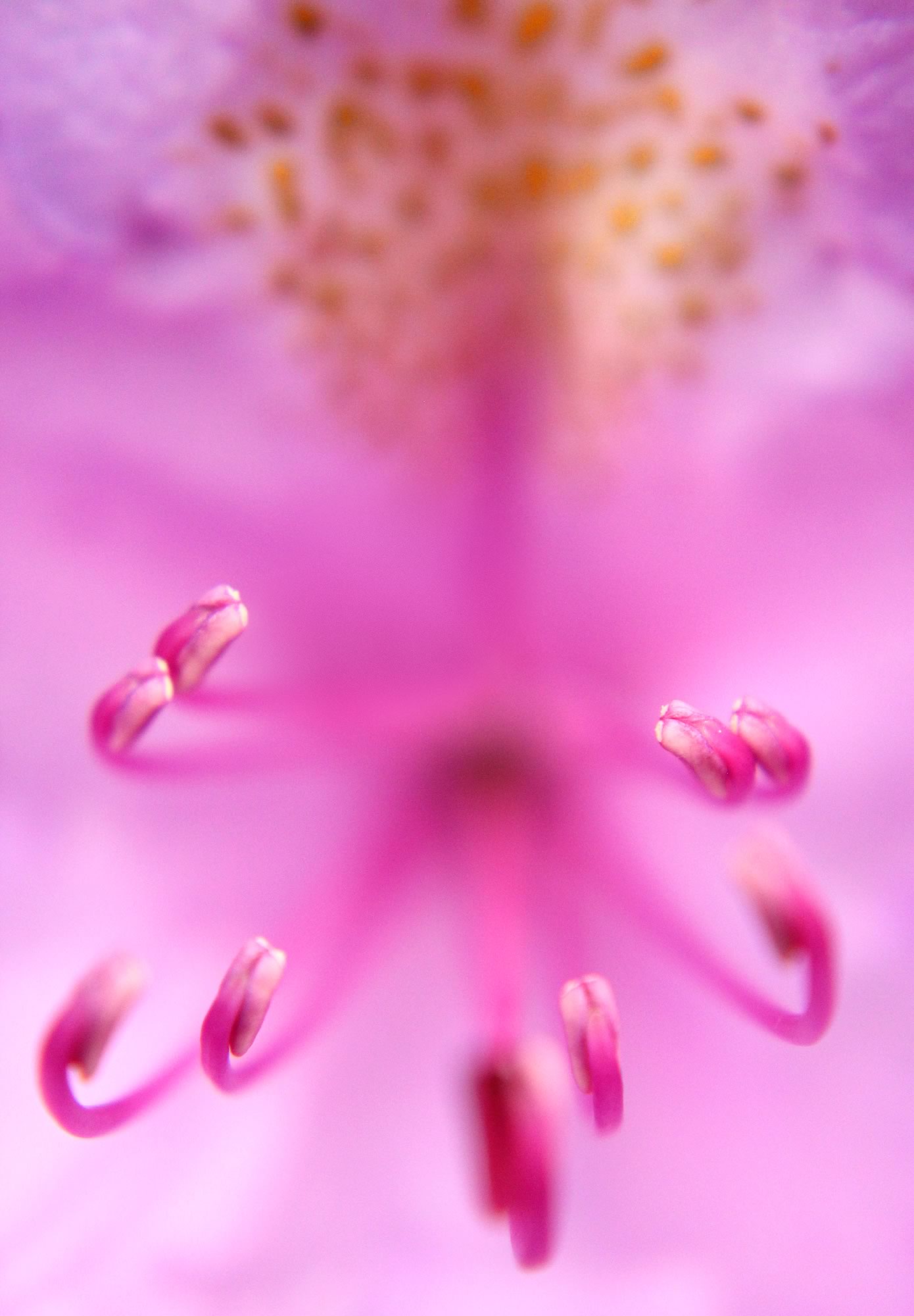 nom-mat-portfolio-floralucidus-07-alt