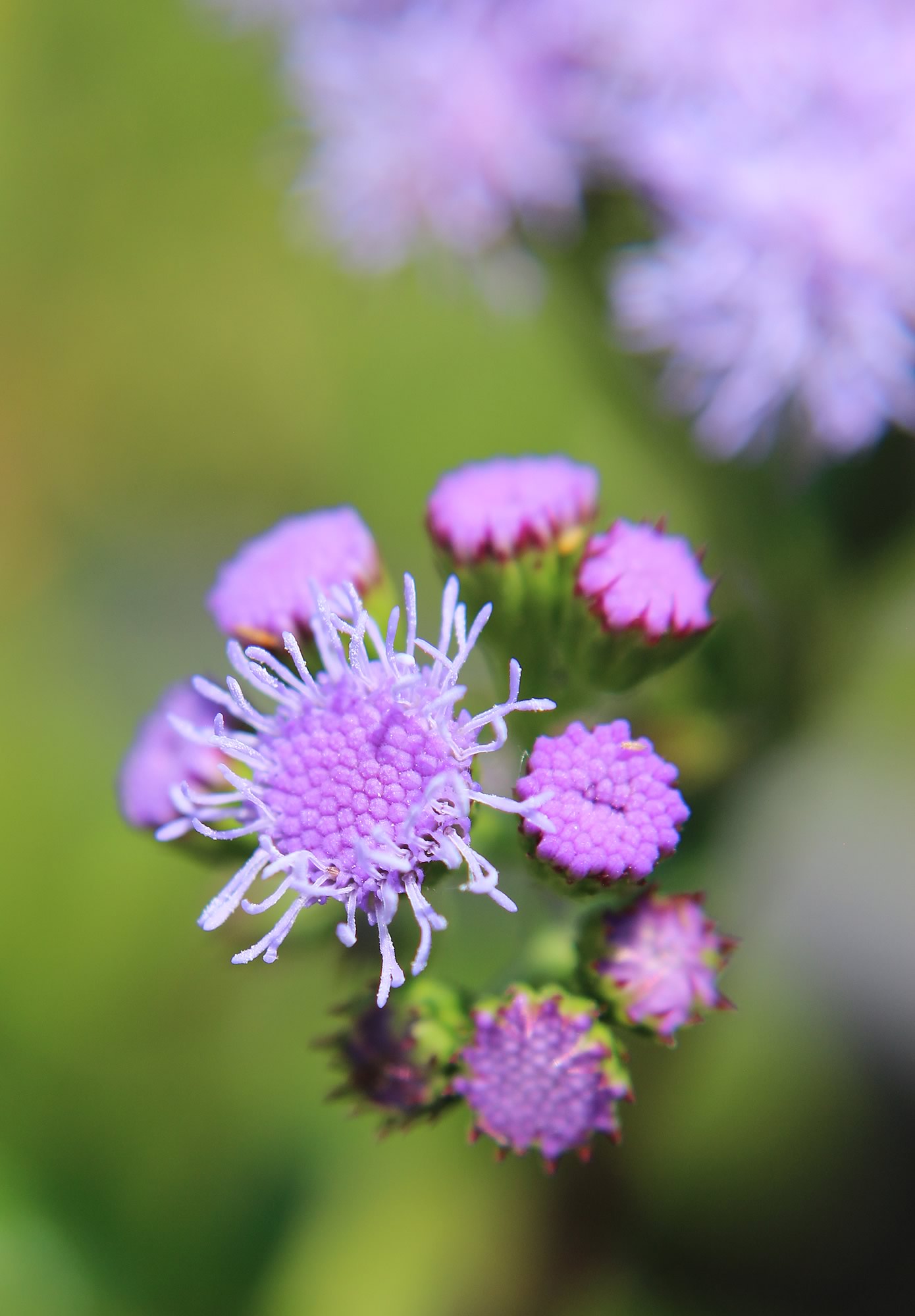 nom-mat-portfolio-floralucidus-08