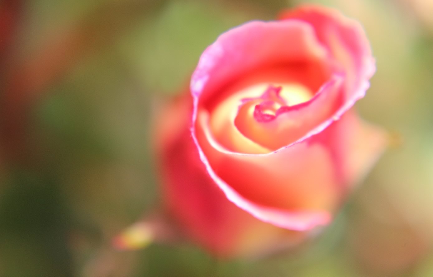 nom-mat-portfolio-floralucidus-11