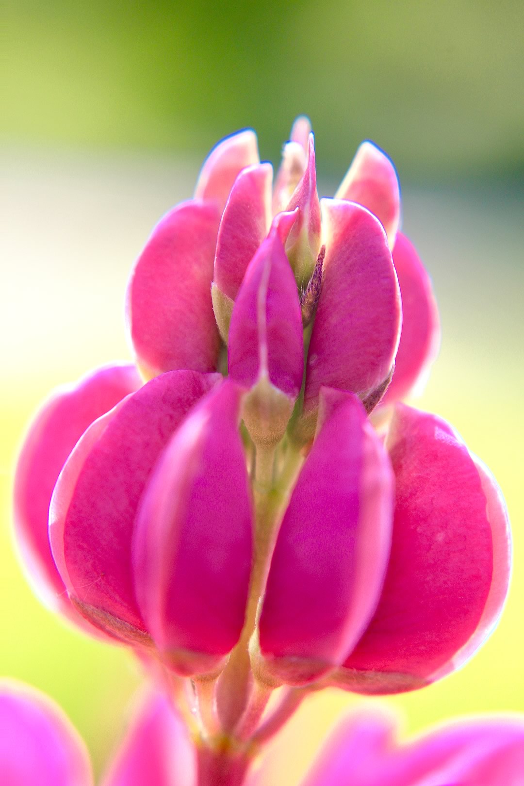 nom-mat-portfolio-floralucidus-12