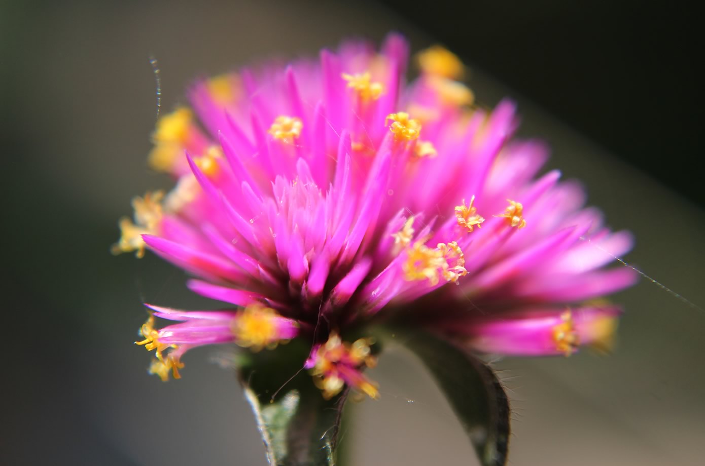 nom-mat-portfolio-floralucidus-14