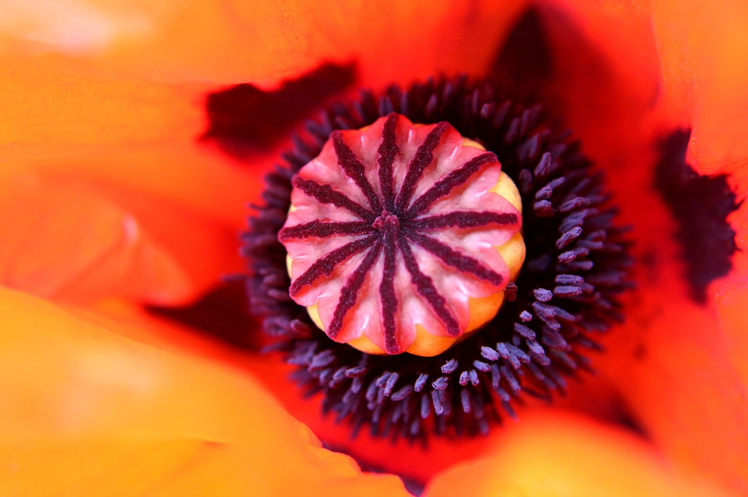 nom-mat-portfolio-floralucidus-15