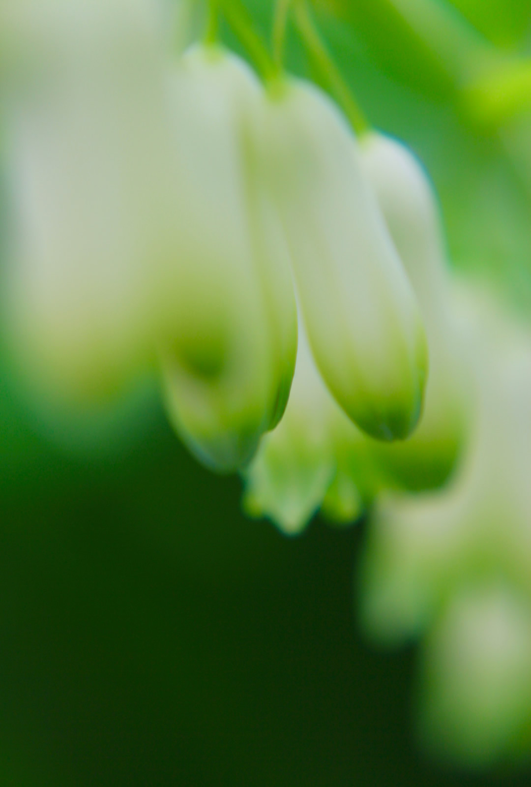 nom-mat-portfolio-floralucidus-17