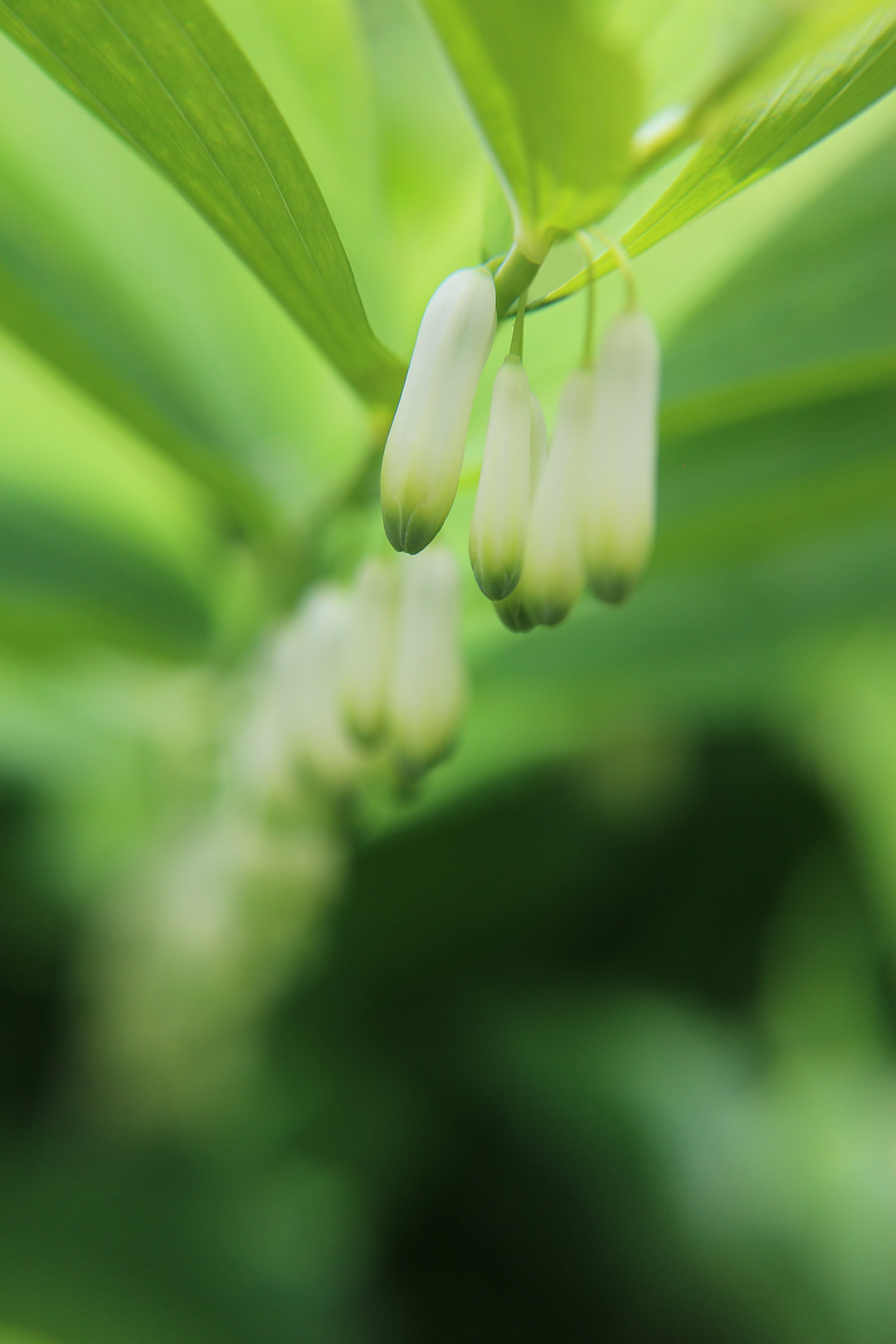 nom-mat-portfolio-floralucidus-18