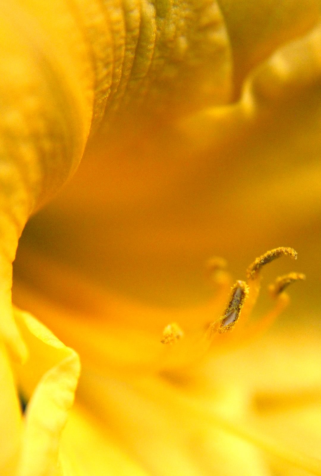 nom-mat-portfolio-floralucidus-19