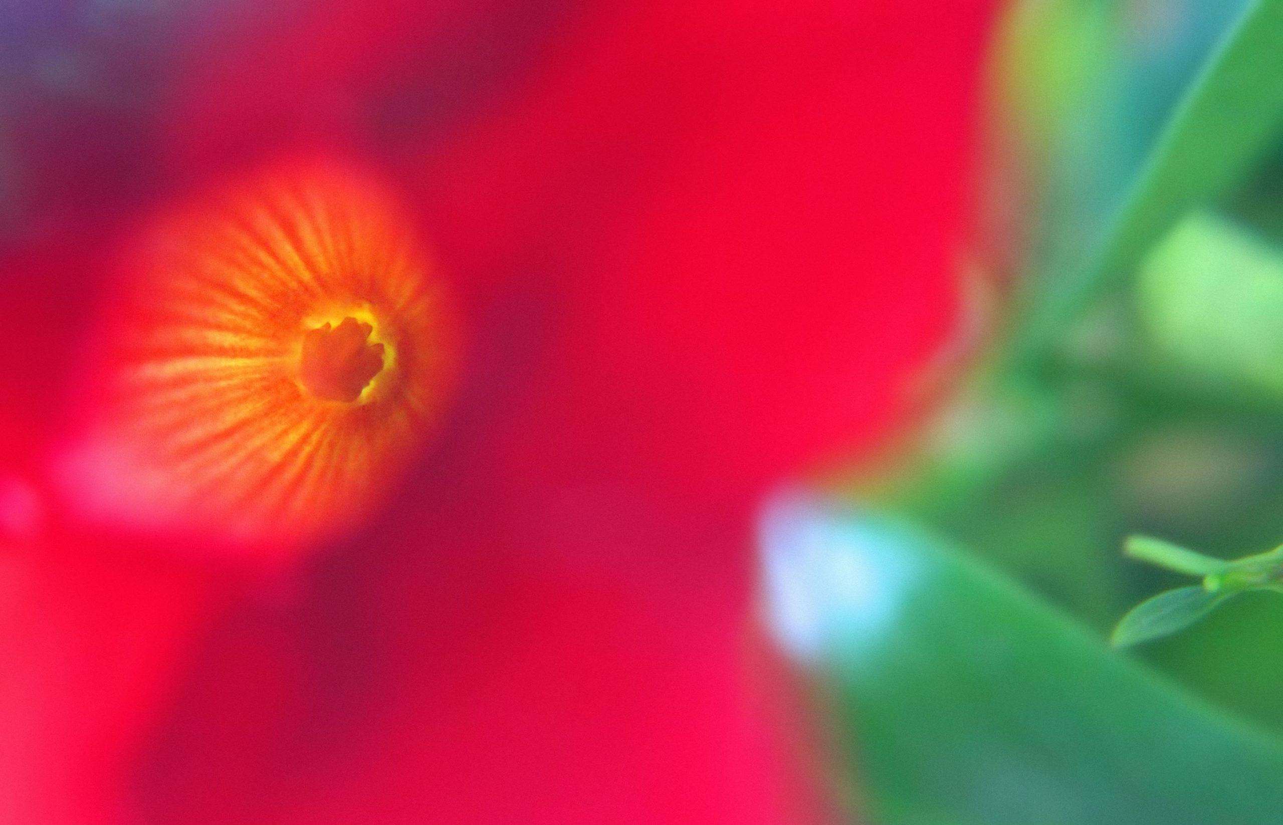 nom-mat-portfolio-floralucidus-20