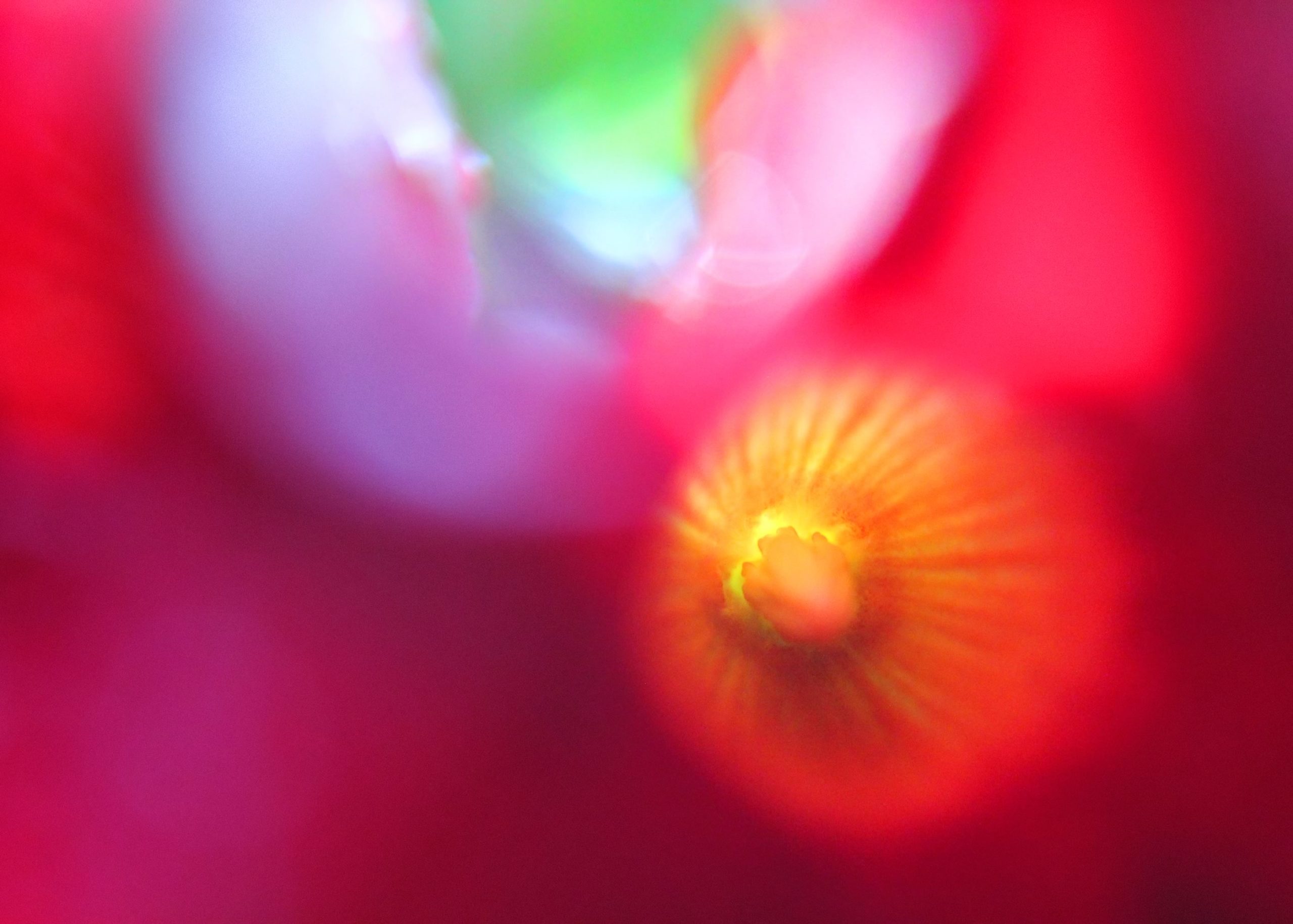 nom-mat-portfolio-floralucidus-21