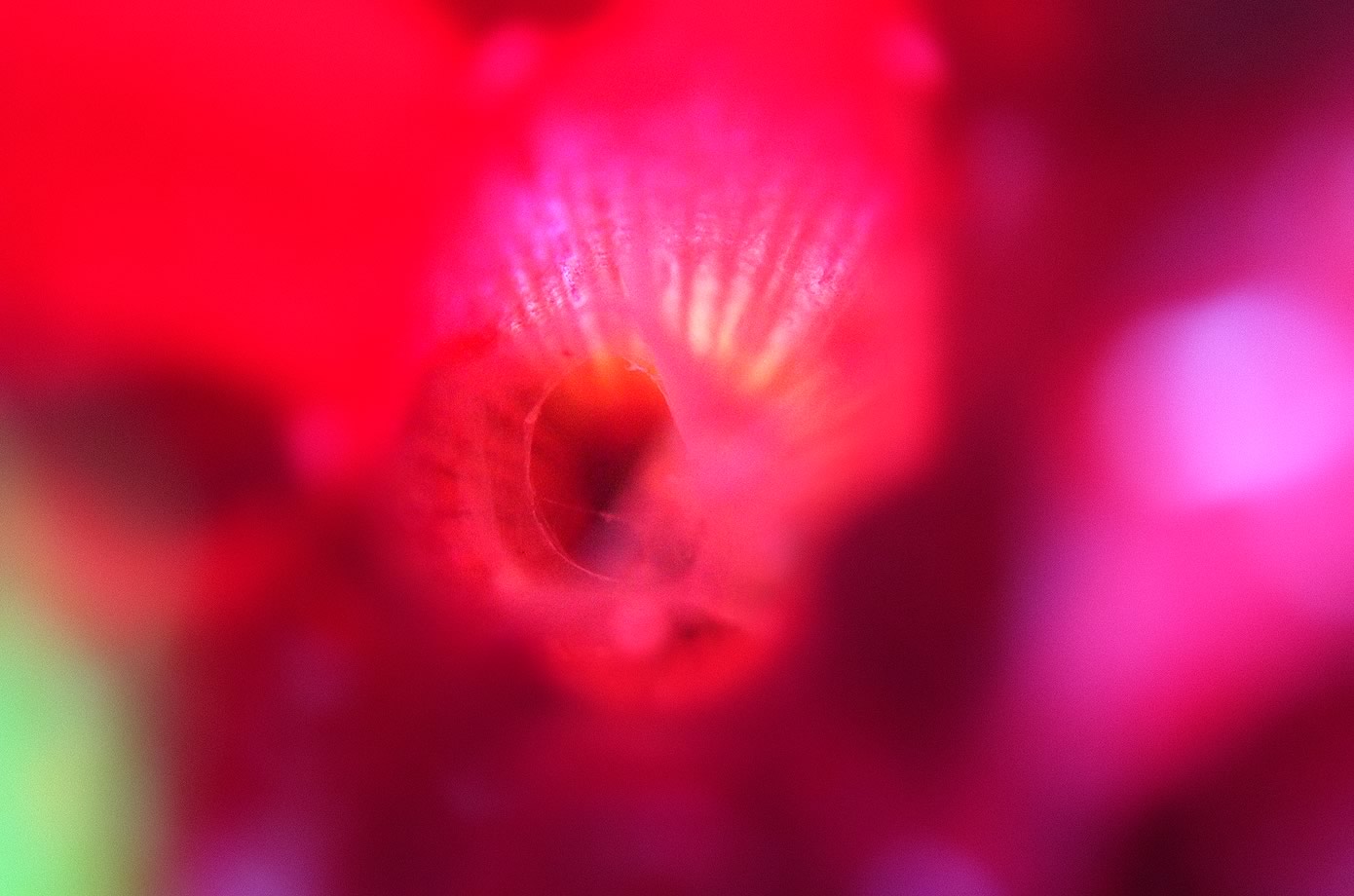 nom-mat-portfolio-floralucidus-22