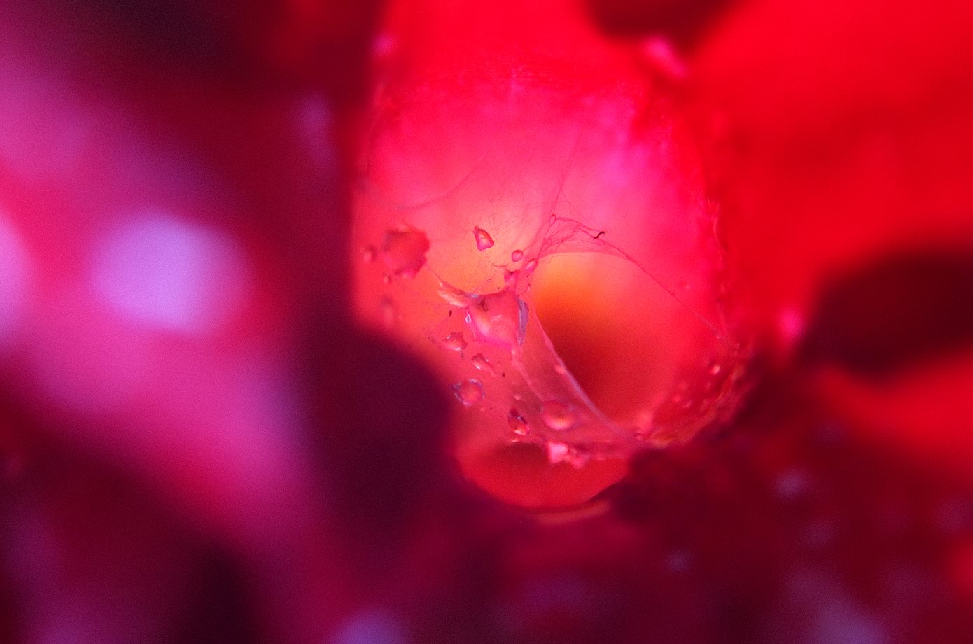 nom-mat-portfolio-floralucidus-23