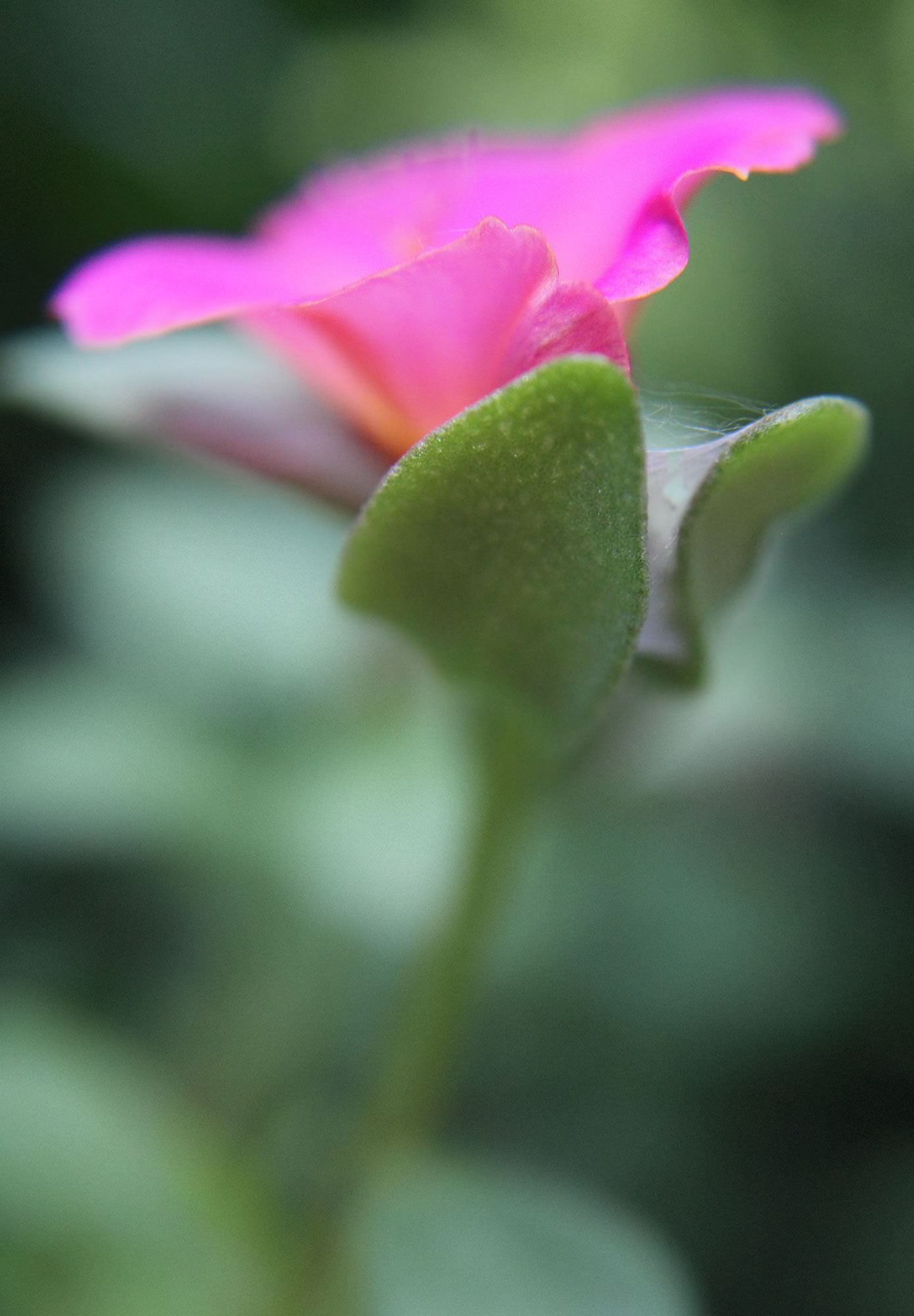 nom-mat-portfolio-floralucidus-25