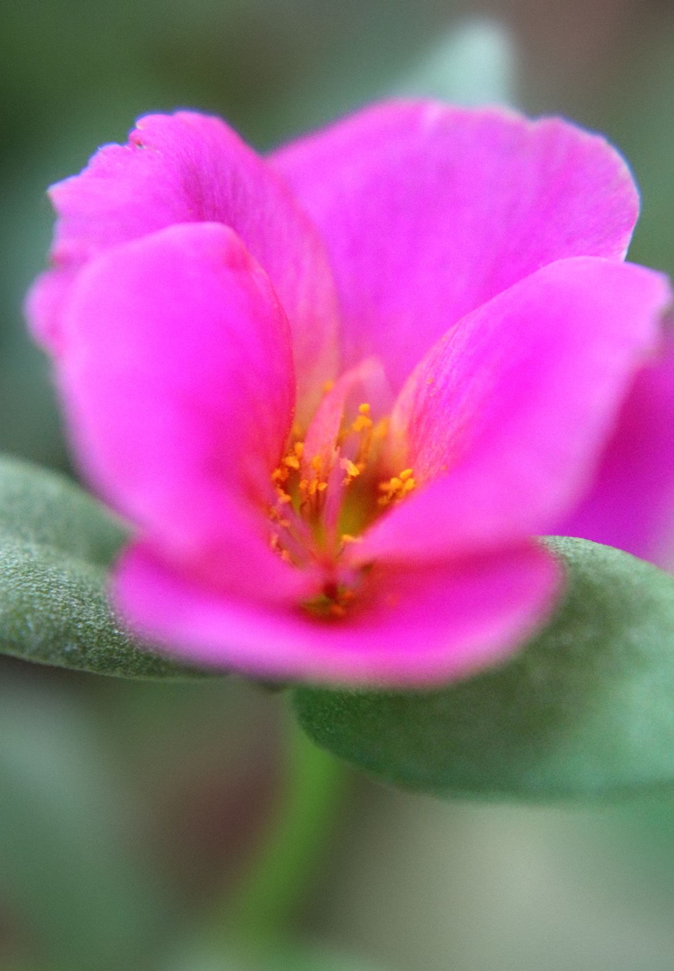 nom-mat-portfolio-floralucidus-26