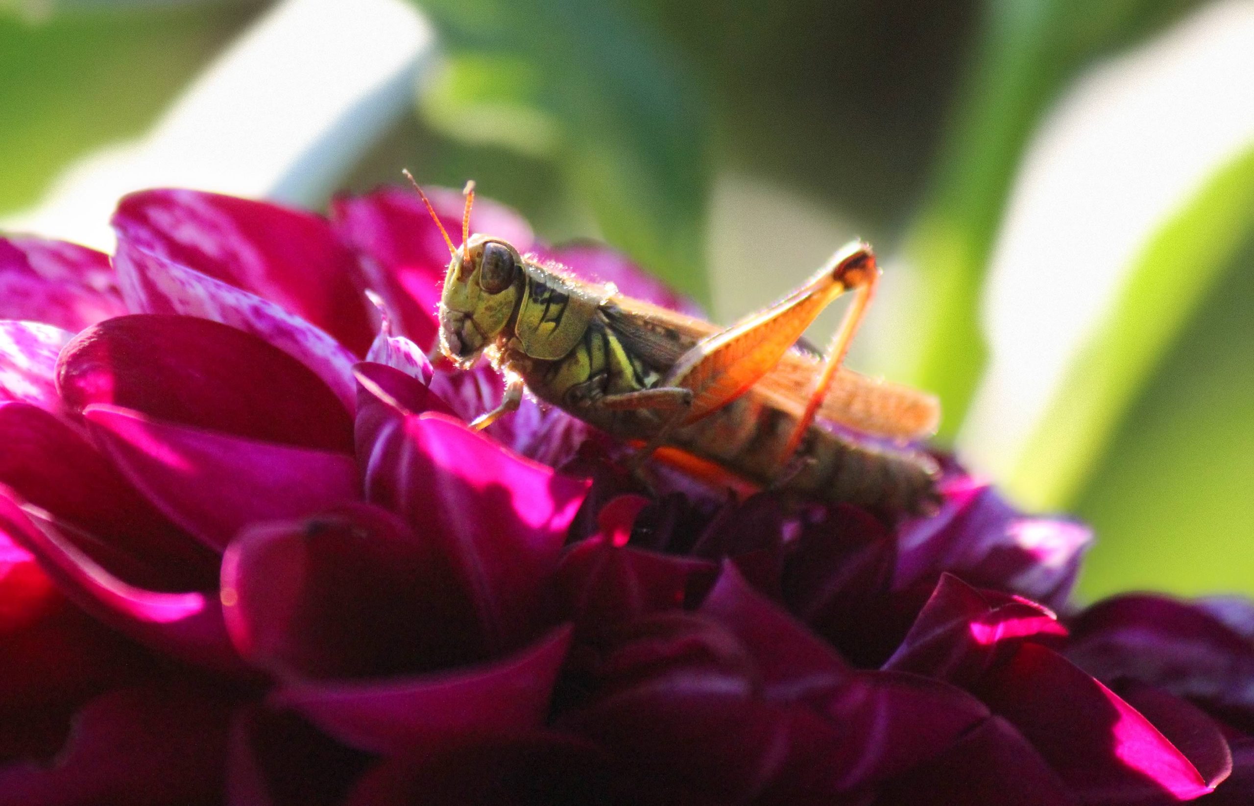 nom-mat-portfolio-floralucidus-27