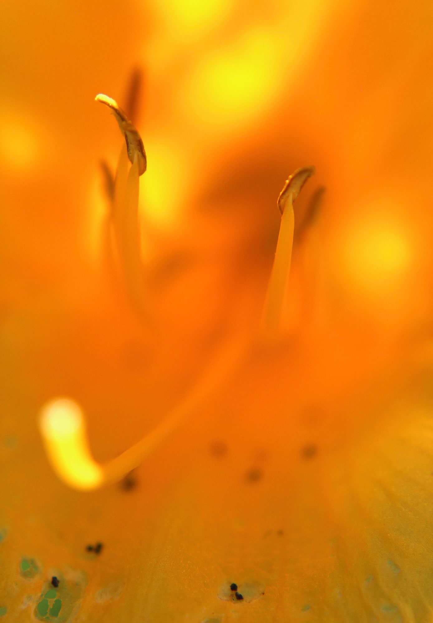 nom-mat-portfolio-floralucidus-28