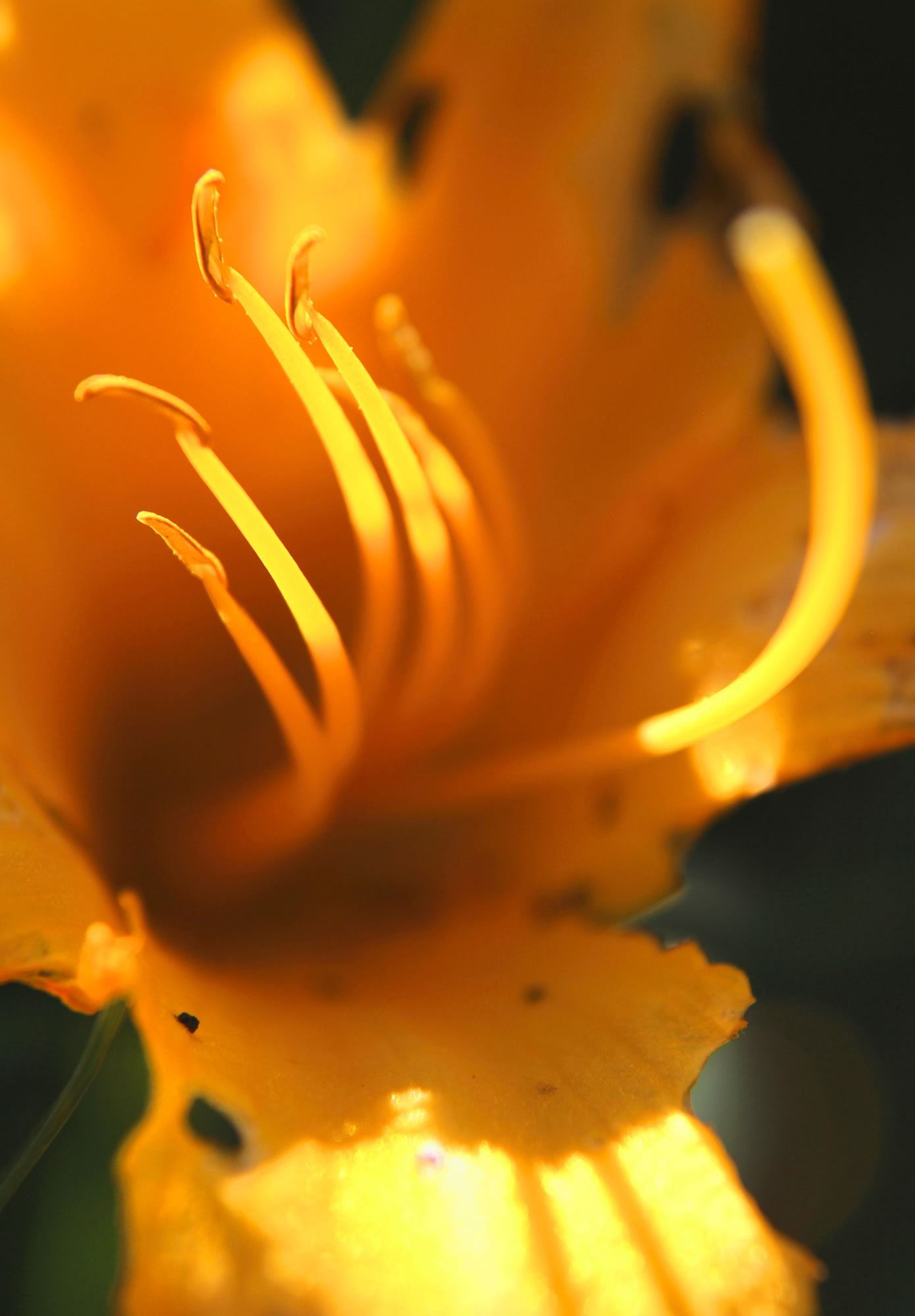 nom-mat-portfolio-floralucidus-29