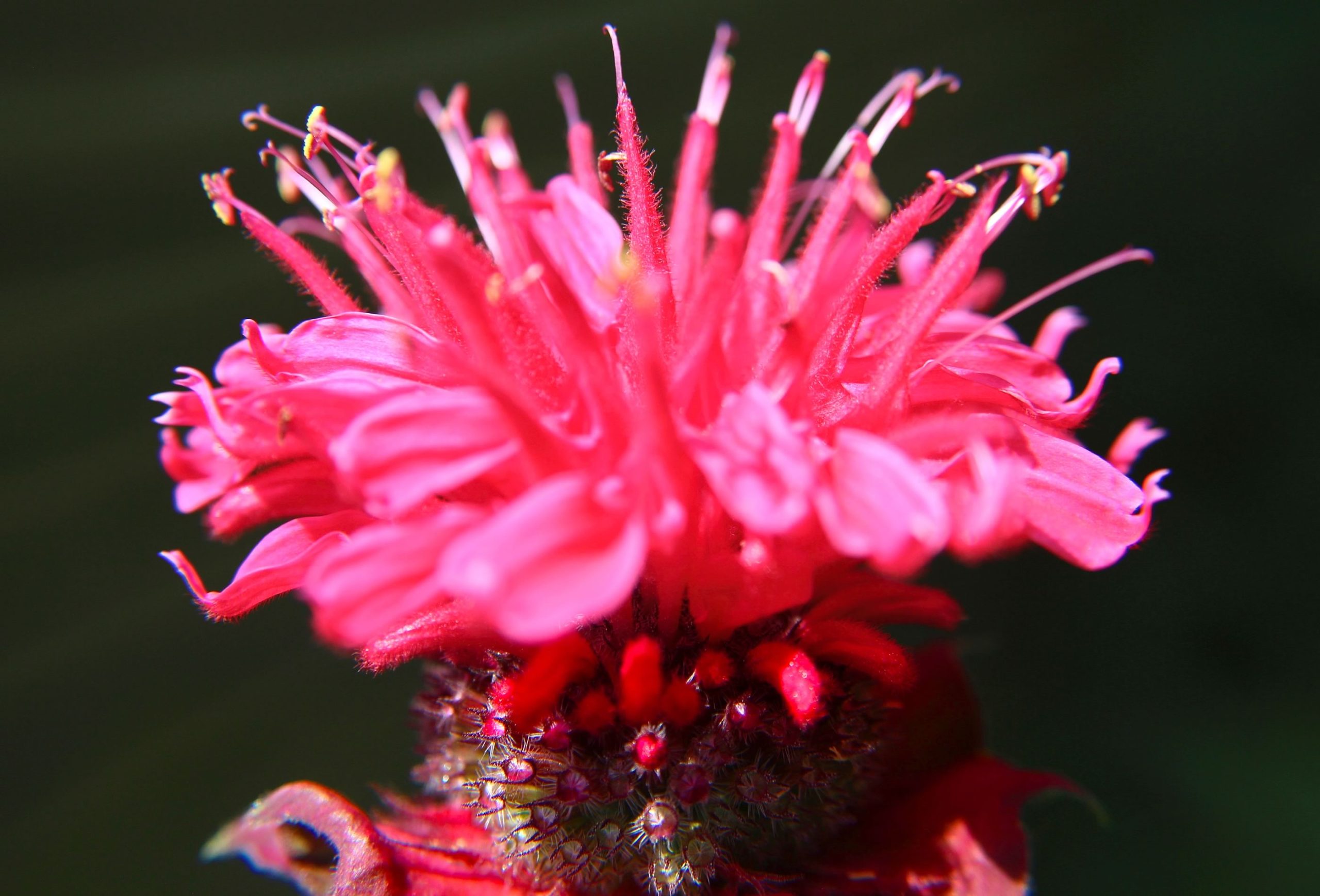 nom-mat-portfolio-floralucidus-30