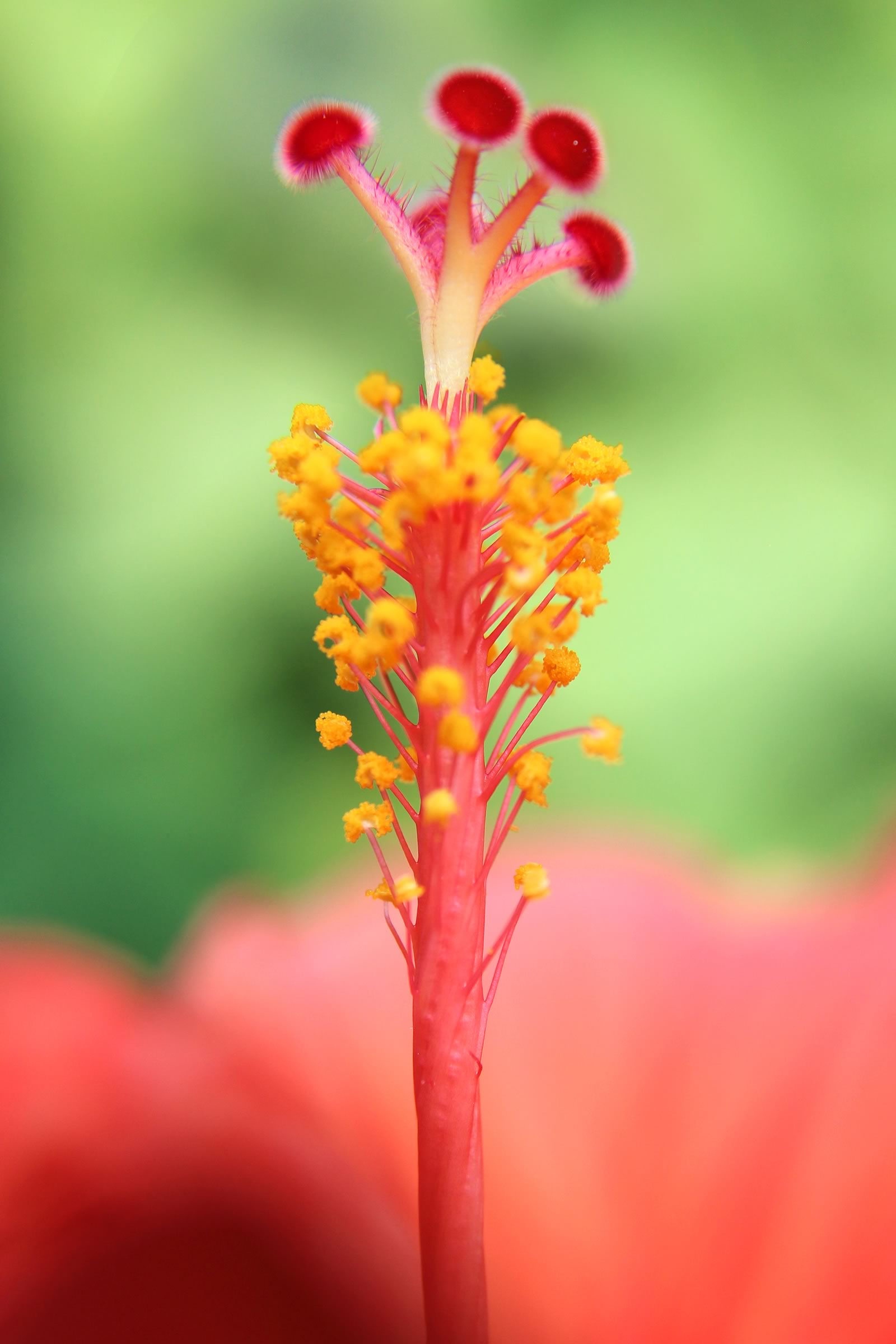 nom-mat-portfolio-floralucidus-31