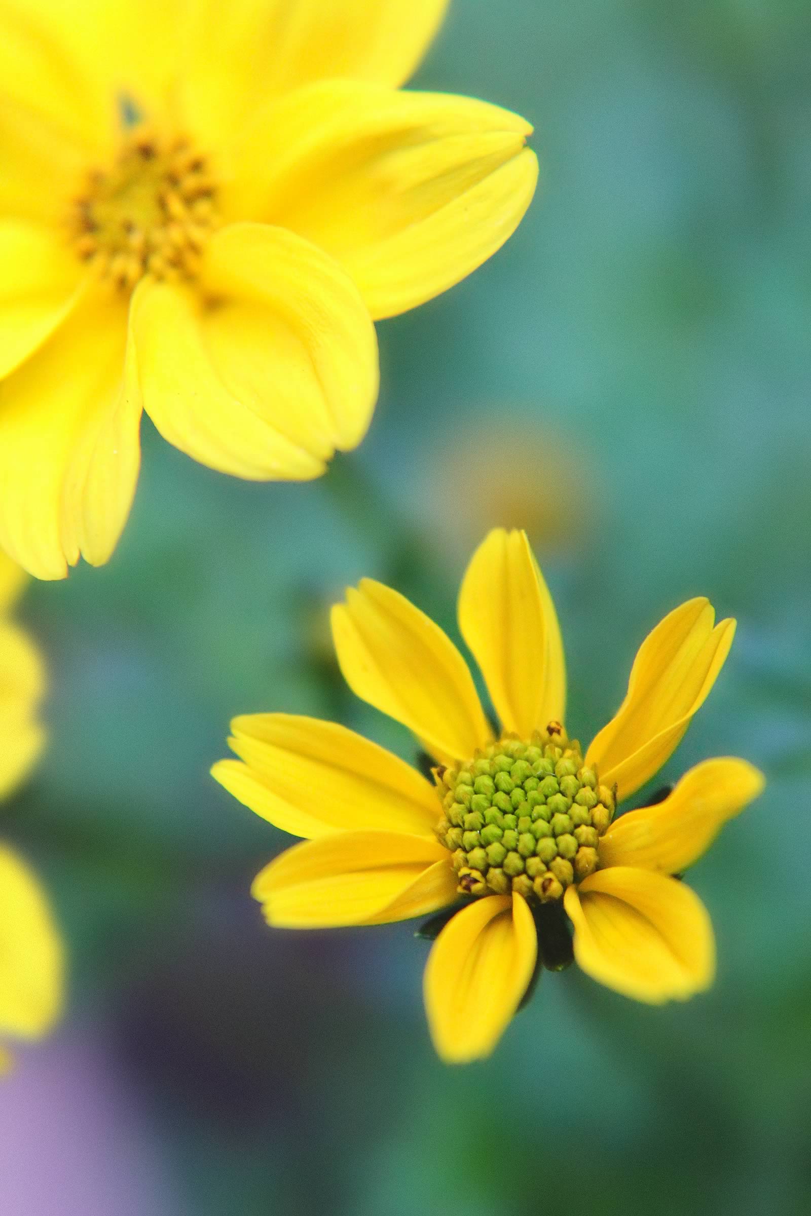 nom-mat-portfolio-floralucidus-32