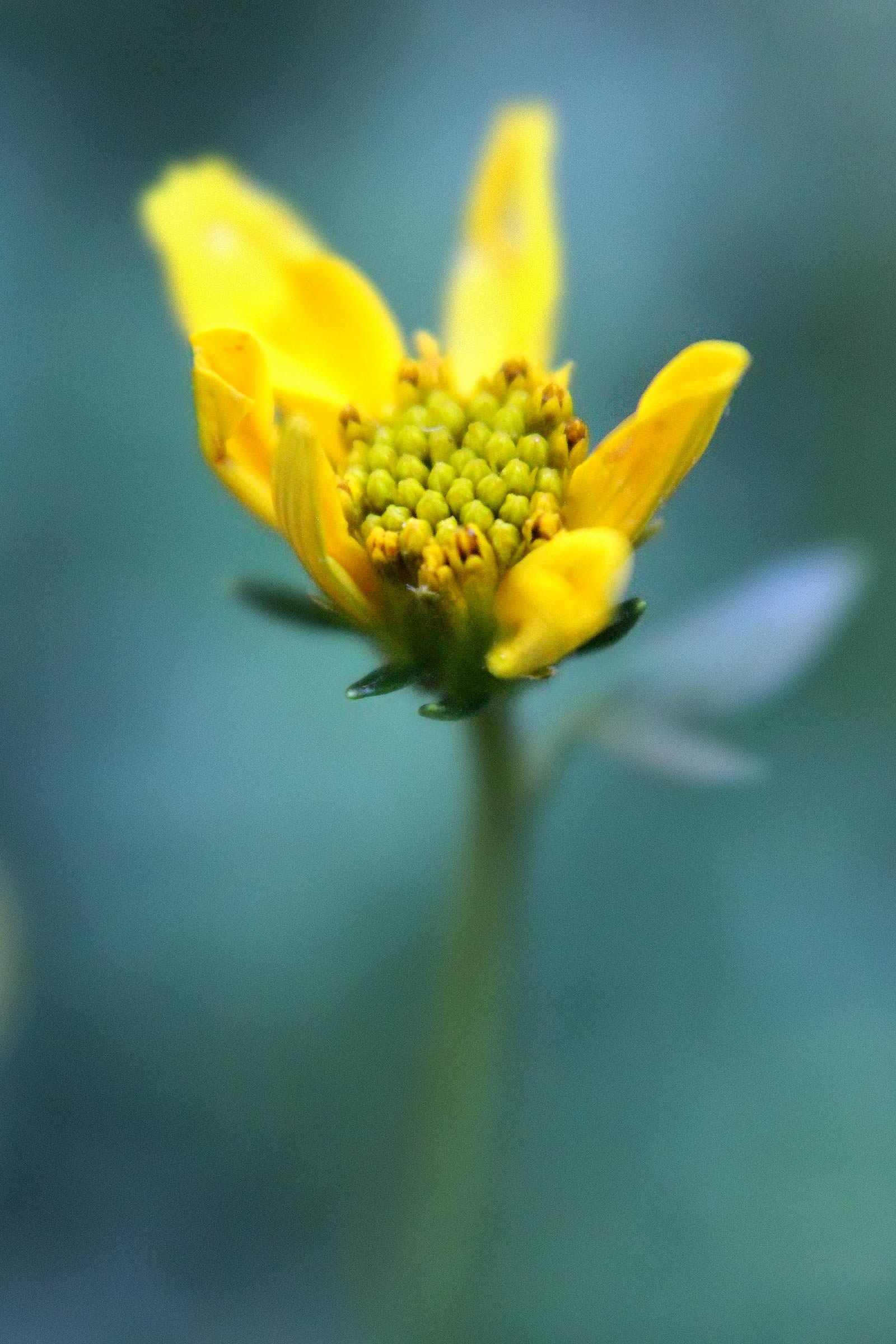 nom-mat-portfolio-floralucidus-33