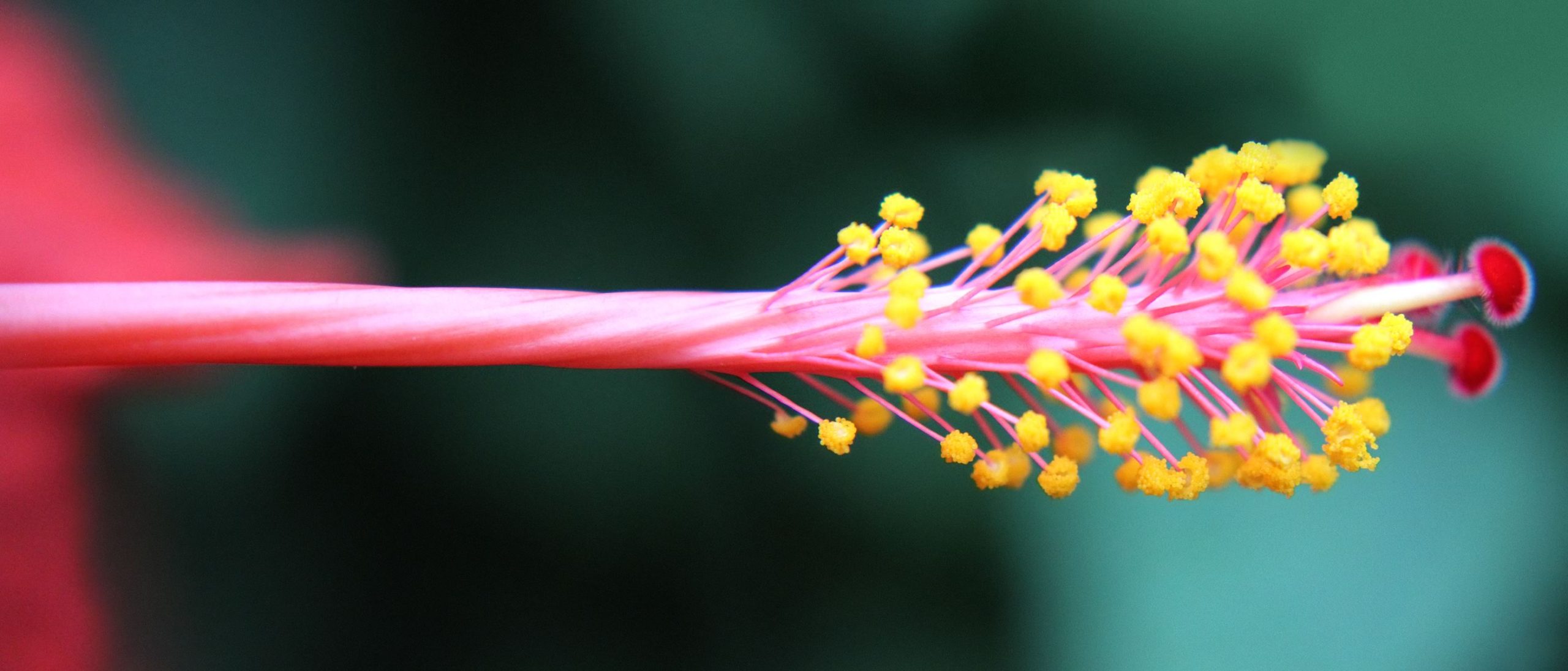 nom-mat-portfolio-floralucidus-36