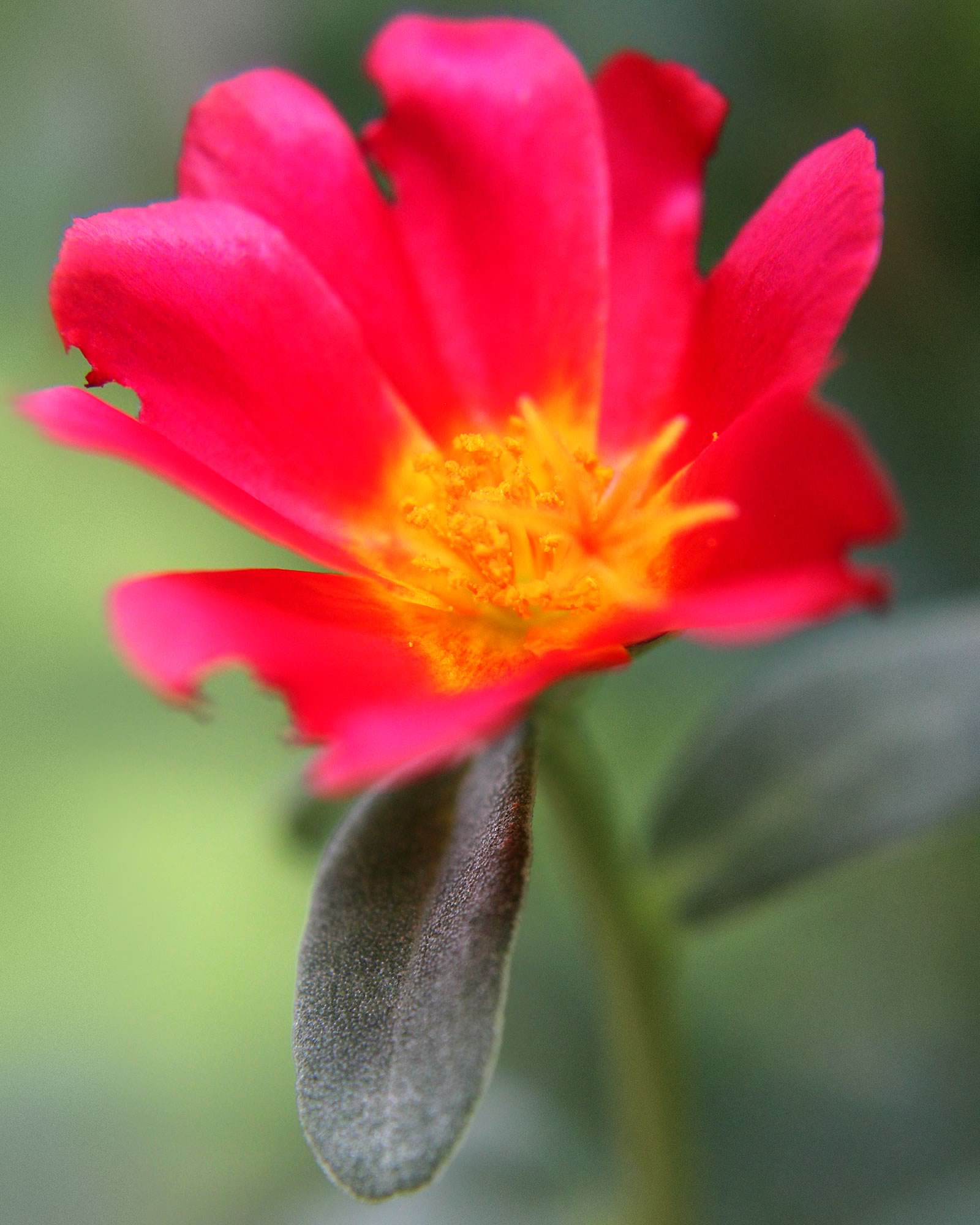 nom-mat-portfolio-floralucidus-38