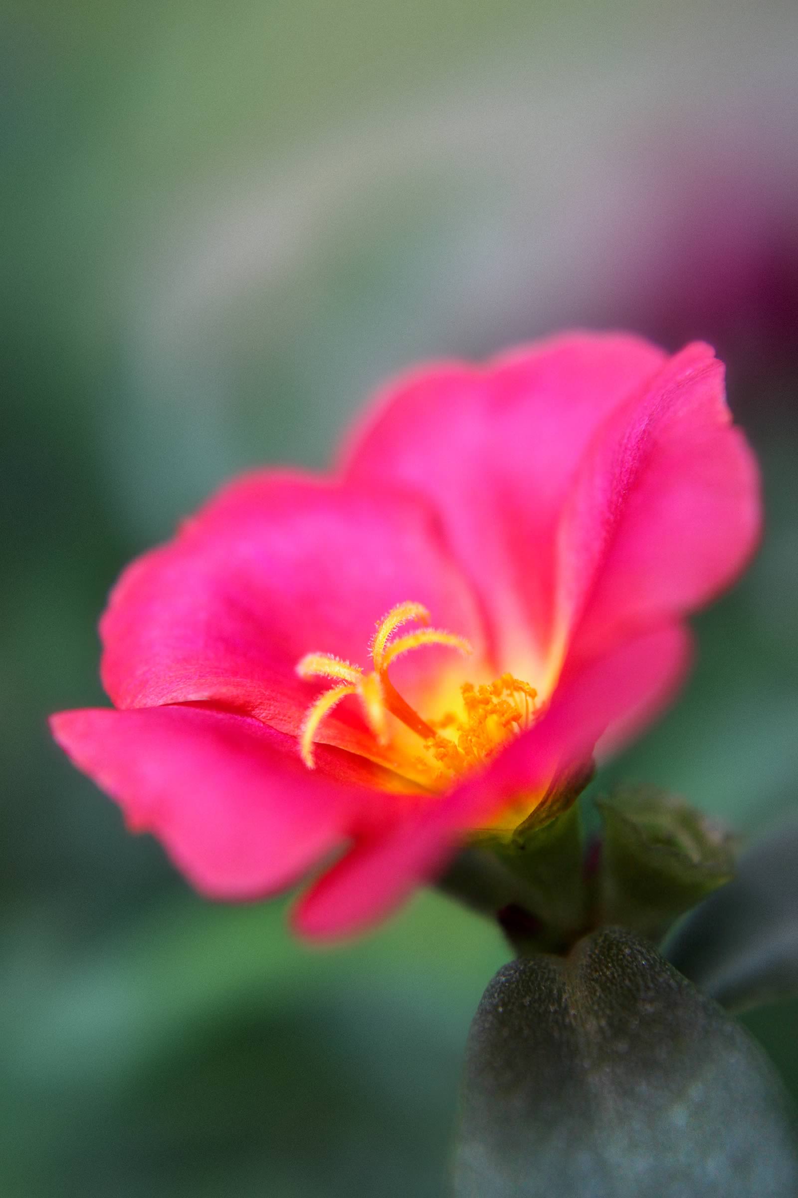 nom-mat-portfolio-floralucidus-39