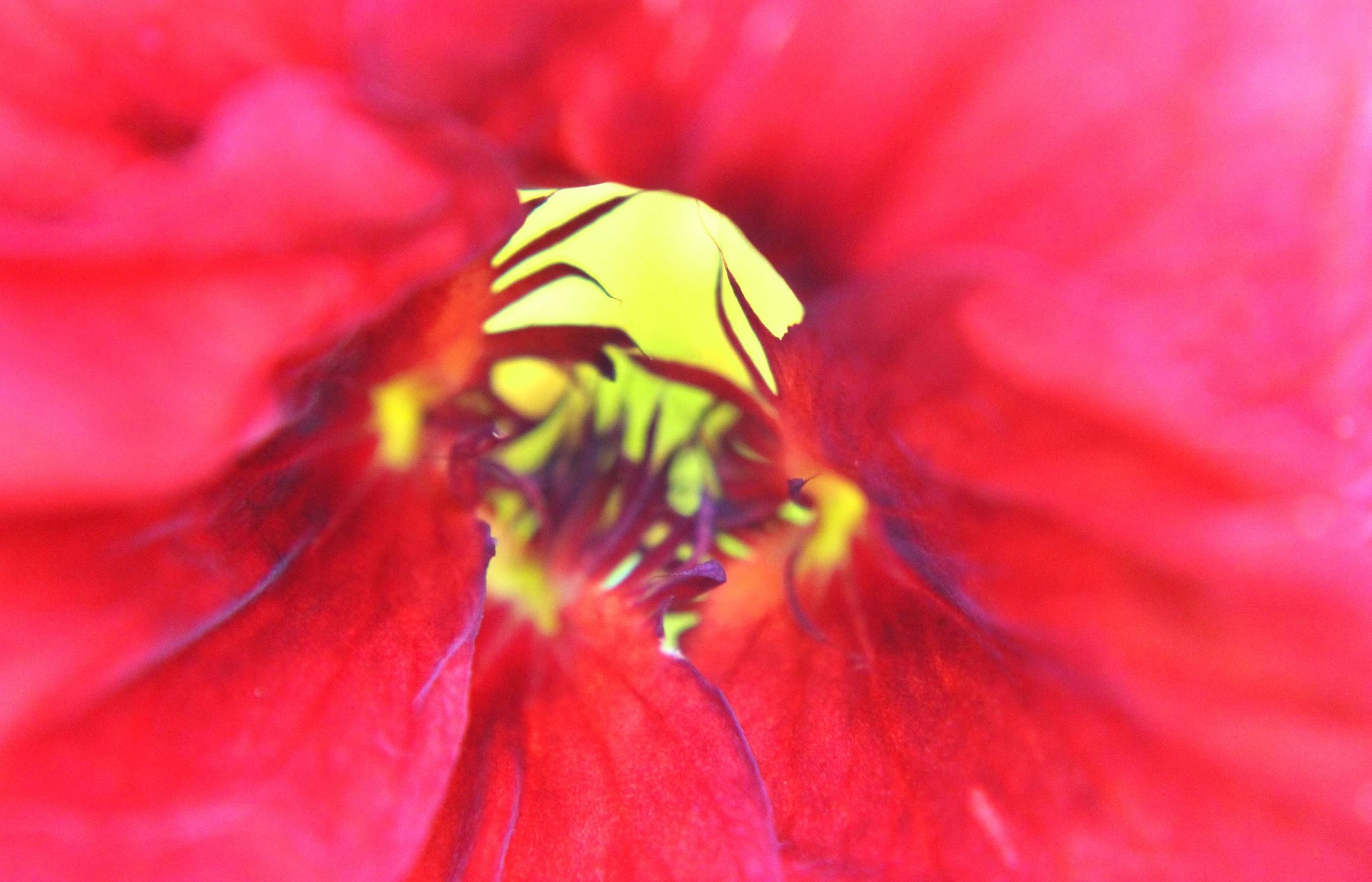 nom-mat-portfolio-floralucidus-41-alt