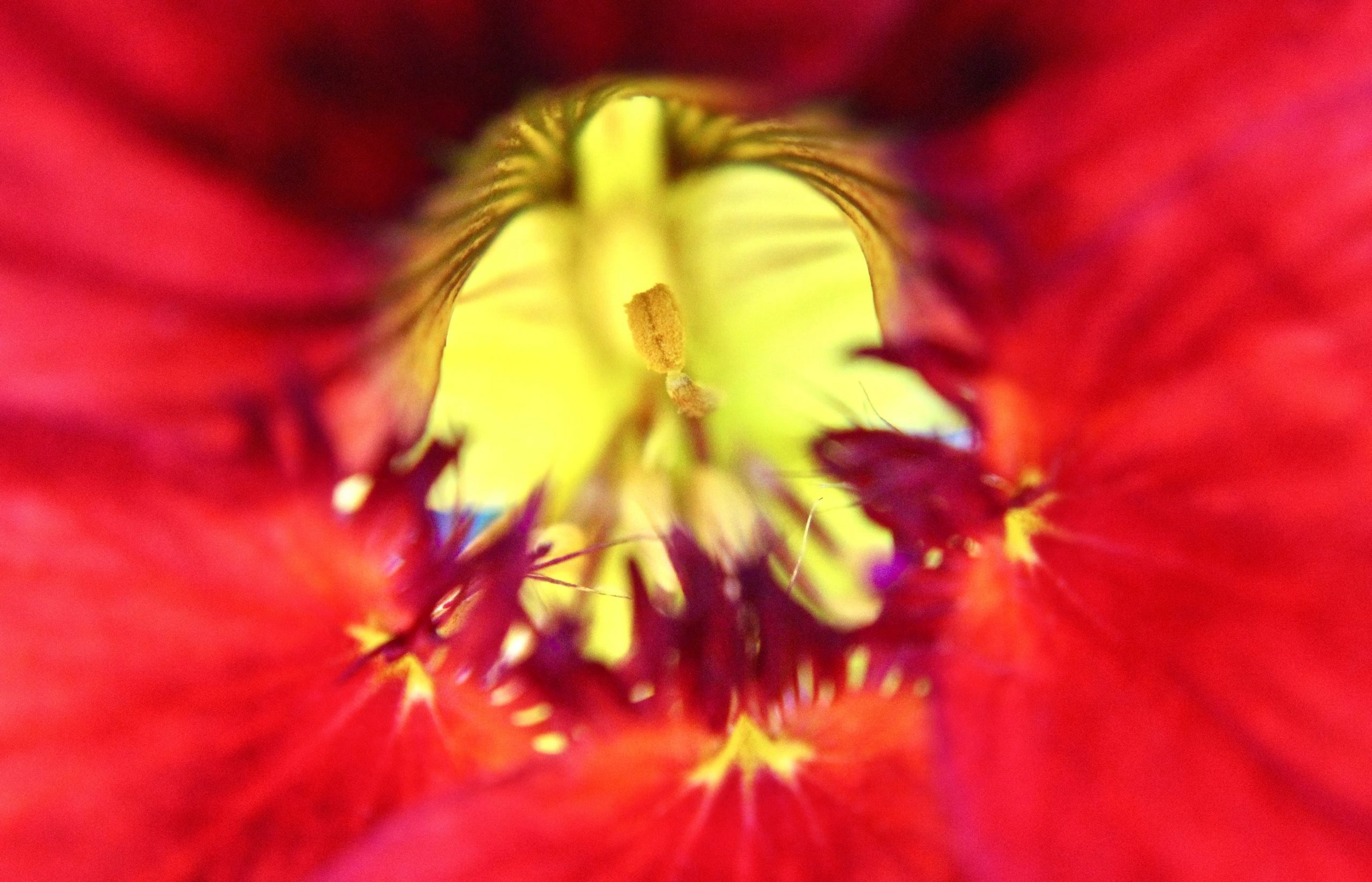 nom-mat-portfolio-floralucidus-42-alt