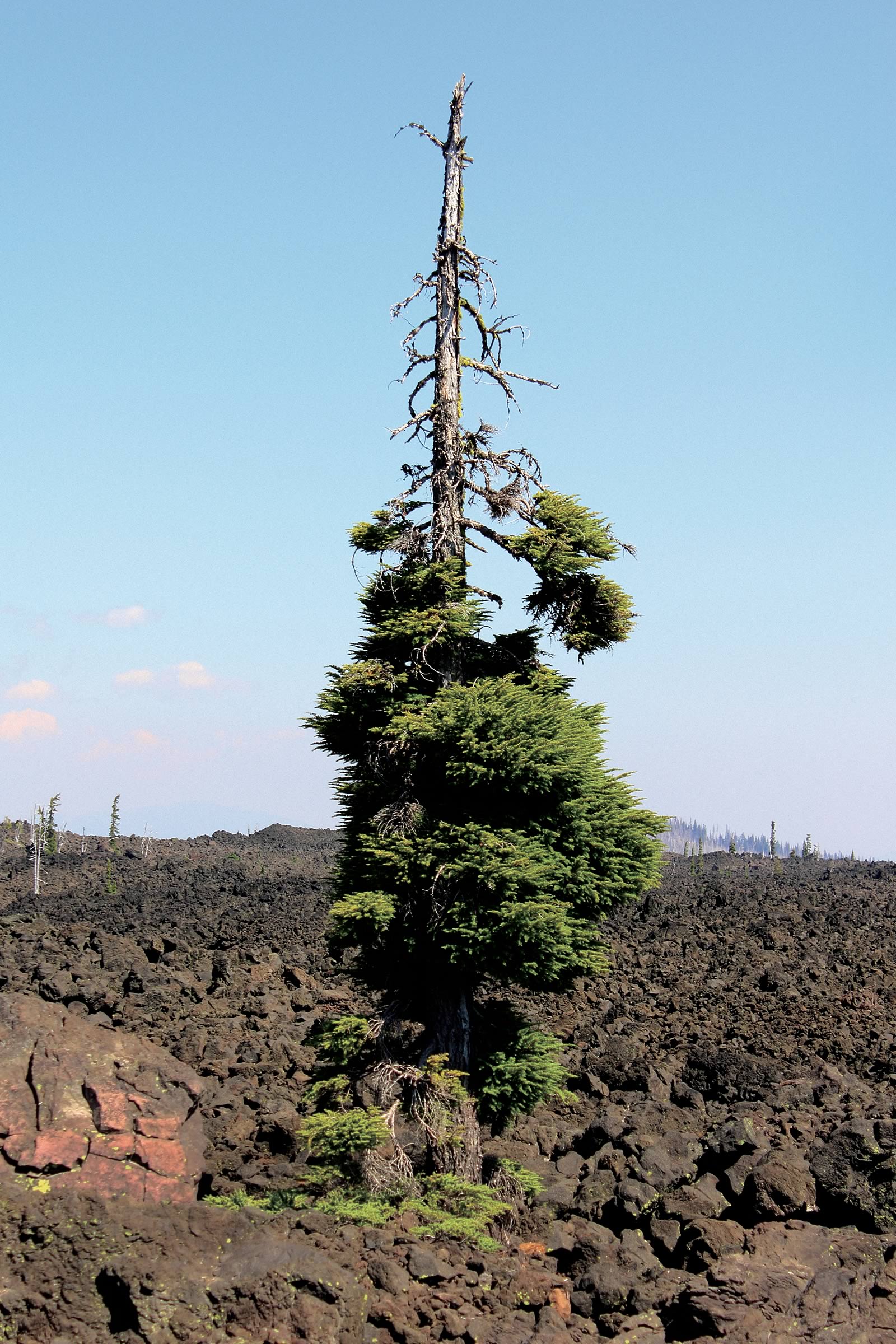 nom-mat-portfolio-westcoast-13